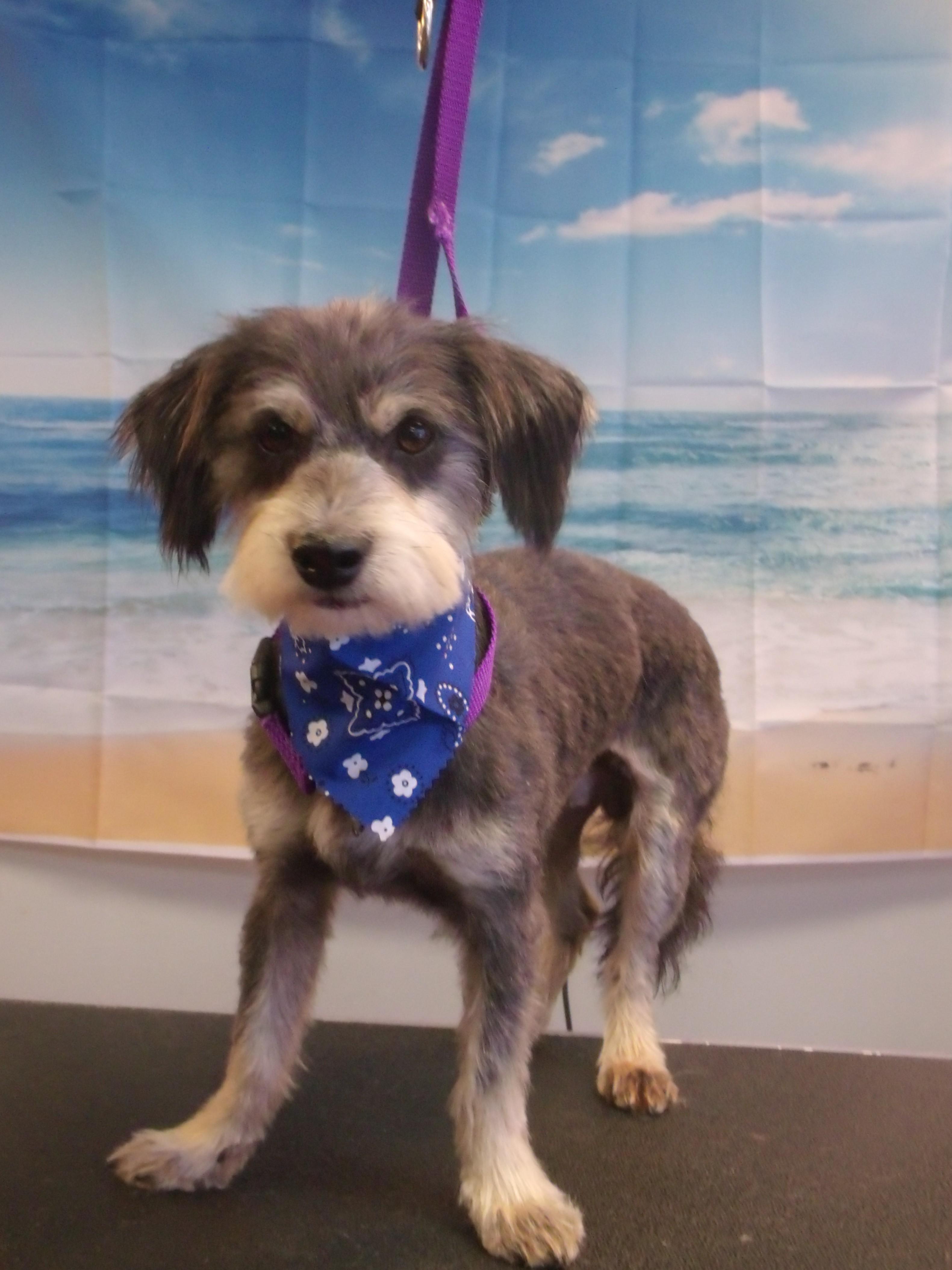 Nix, an adopted mixed breed in Somerset, KY image 1/2