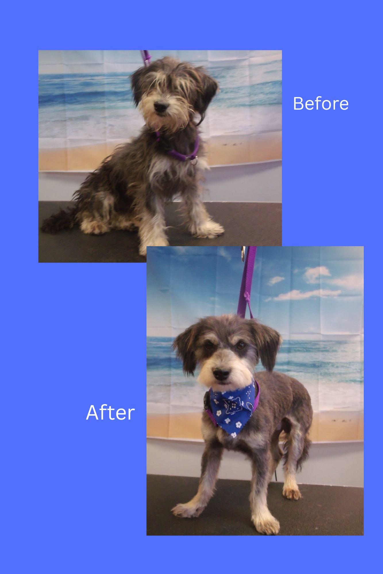 Nix, an adopted mixed breed in Somerset, KY image 2/2