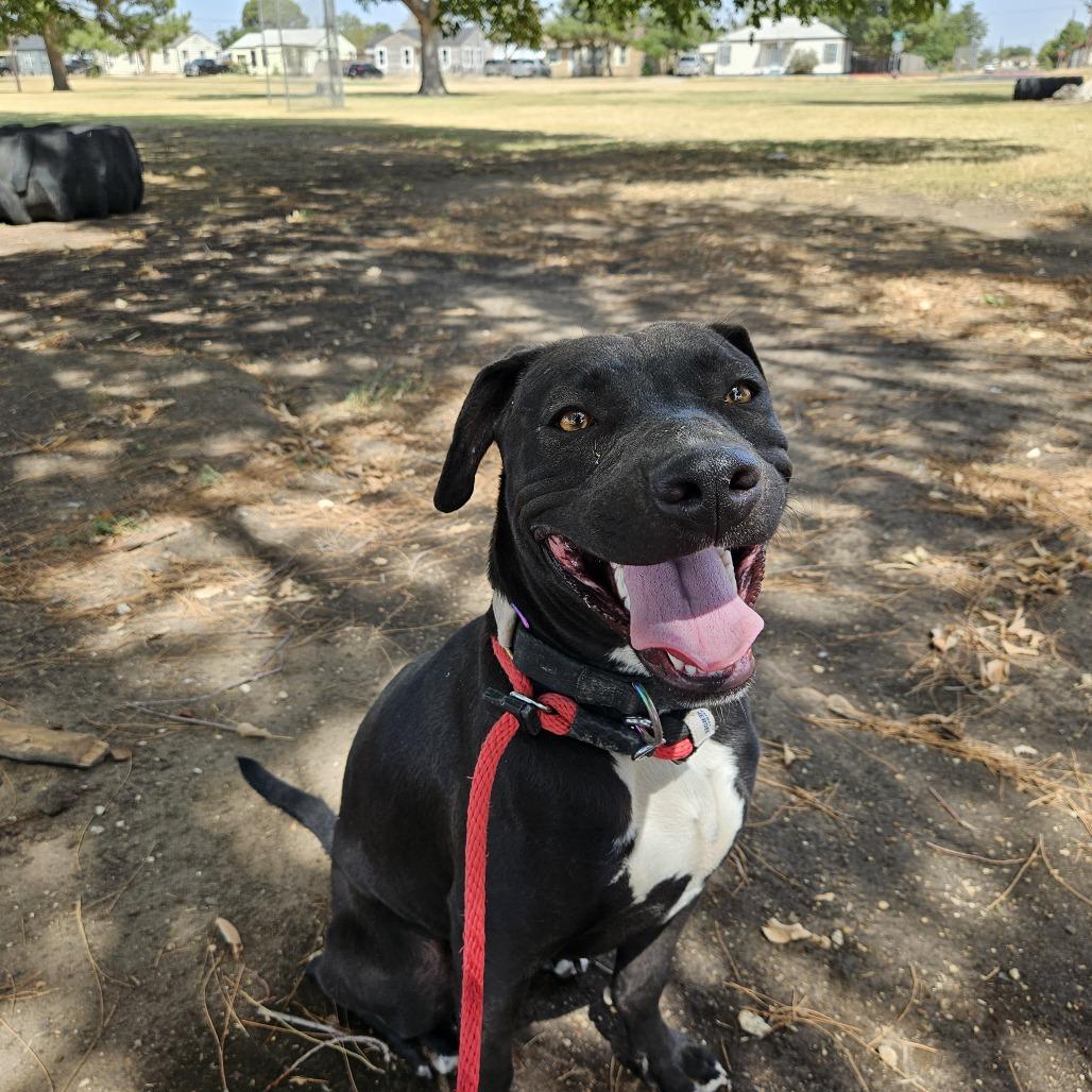 Lulu, Adoptable, Adult Female American Staffordshire Terrier & Mixed Breed.