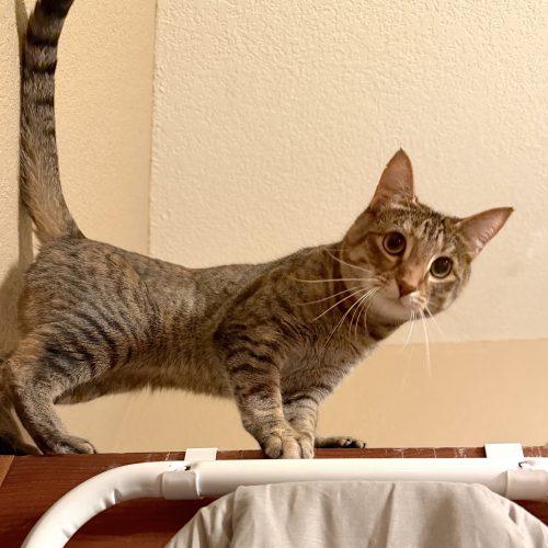 Monet, Adoptable, Young Female American Shorthair.