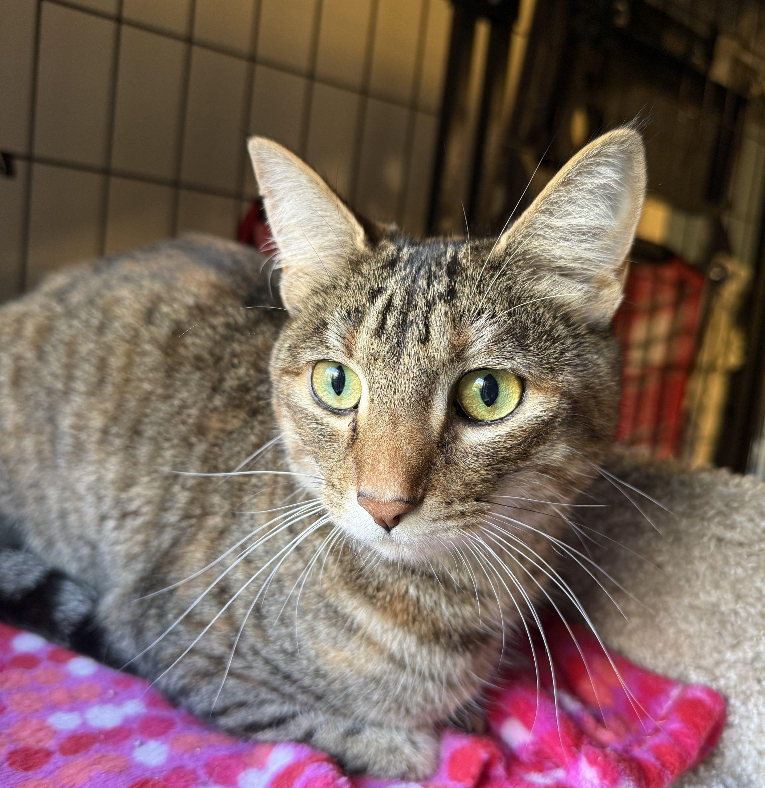 Enlarge Monet, a Adoptable American Shorthair in Vashon Island, WA image 2/2