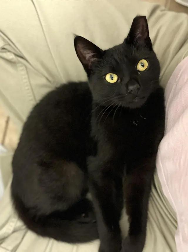 Enlarge Trixie, an adopted Domestic Short Hair in BURNABY, BC image 1/1