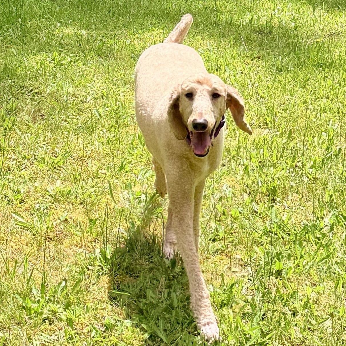Enlarge Sadie, a ADOPTABLE Standard Poodle in Cascadia, OR image 4/6