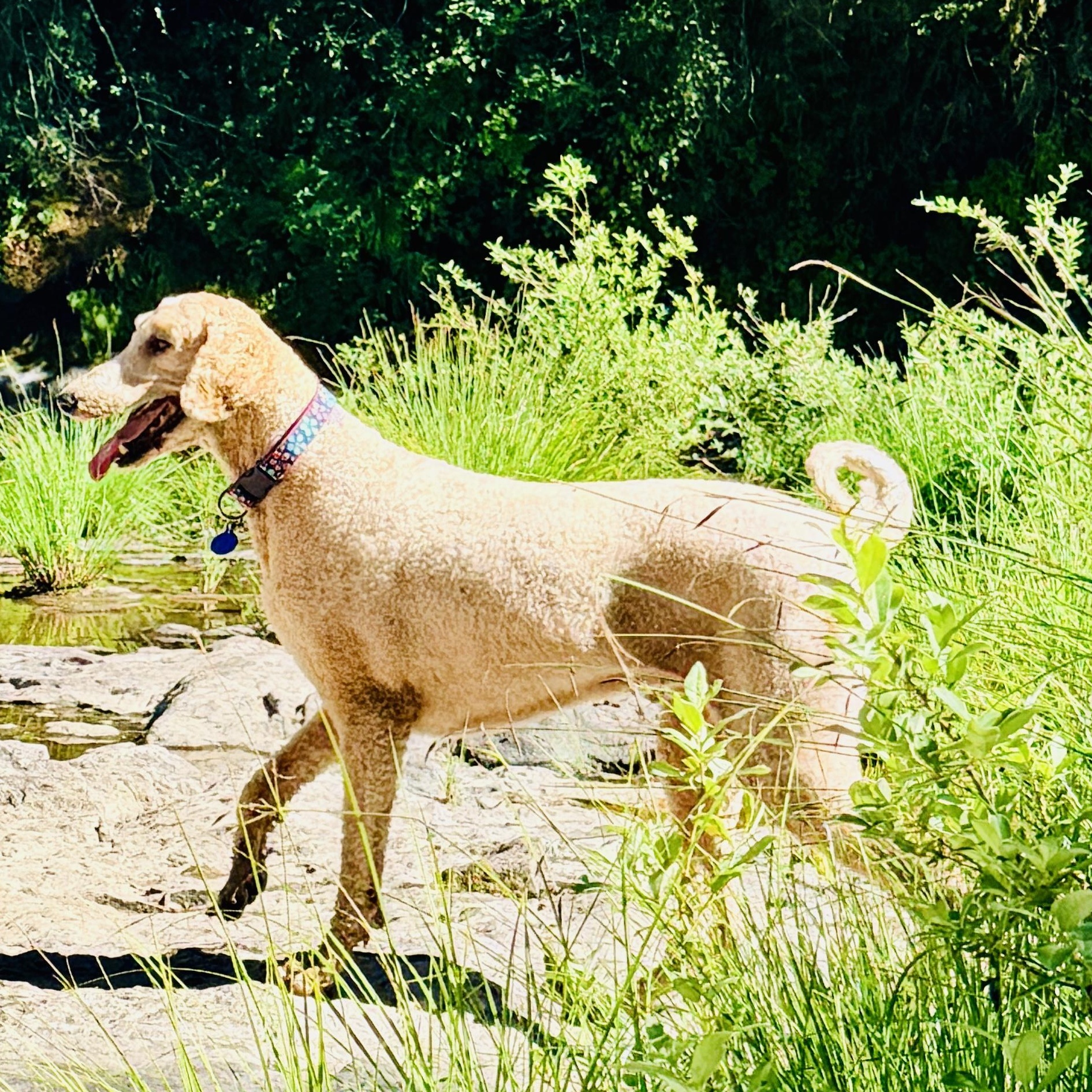 Enlarge Sadie, a ADOPTABLE Standard Poodle in Cascadia, OR image 2/6