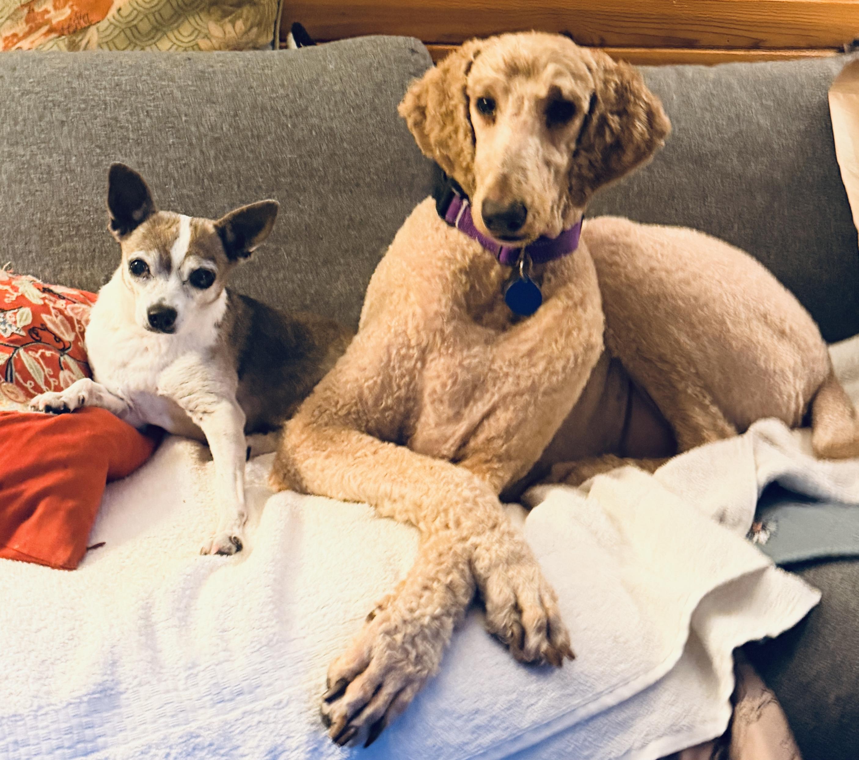 Sadie, ADOPTABLE, Adult Female Standard Poodle.
