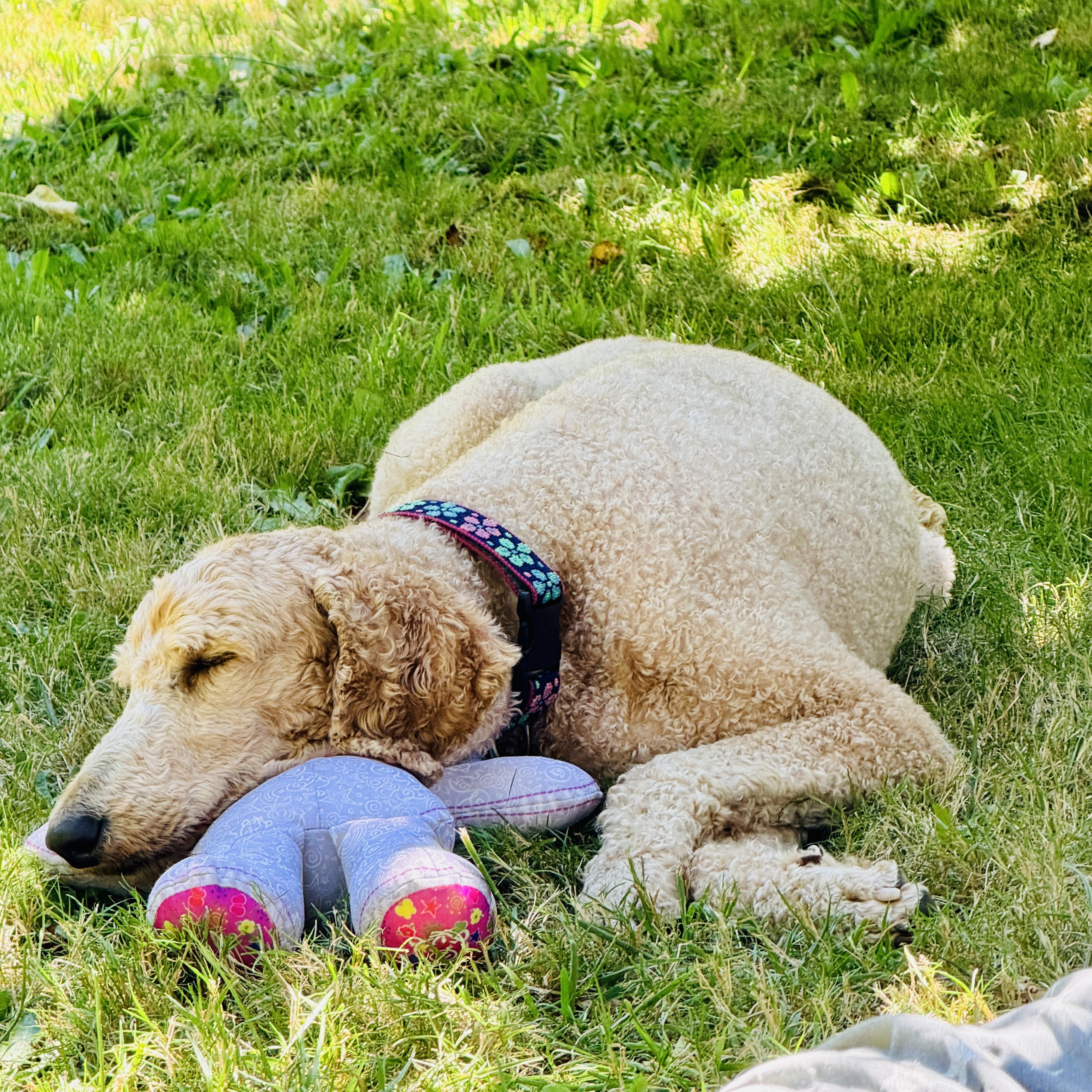 Enlarge Sadie, a ADOPTABLE Standard Poodle in Cascadia, OR image 5/6