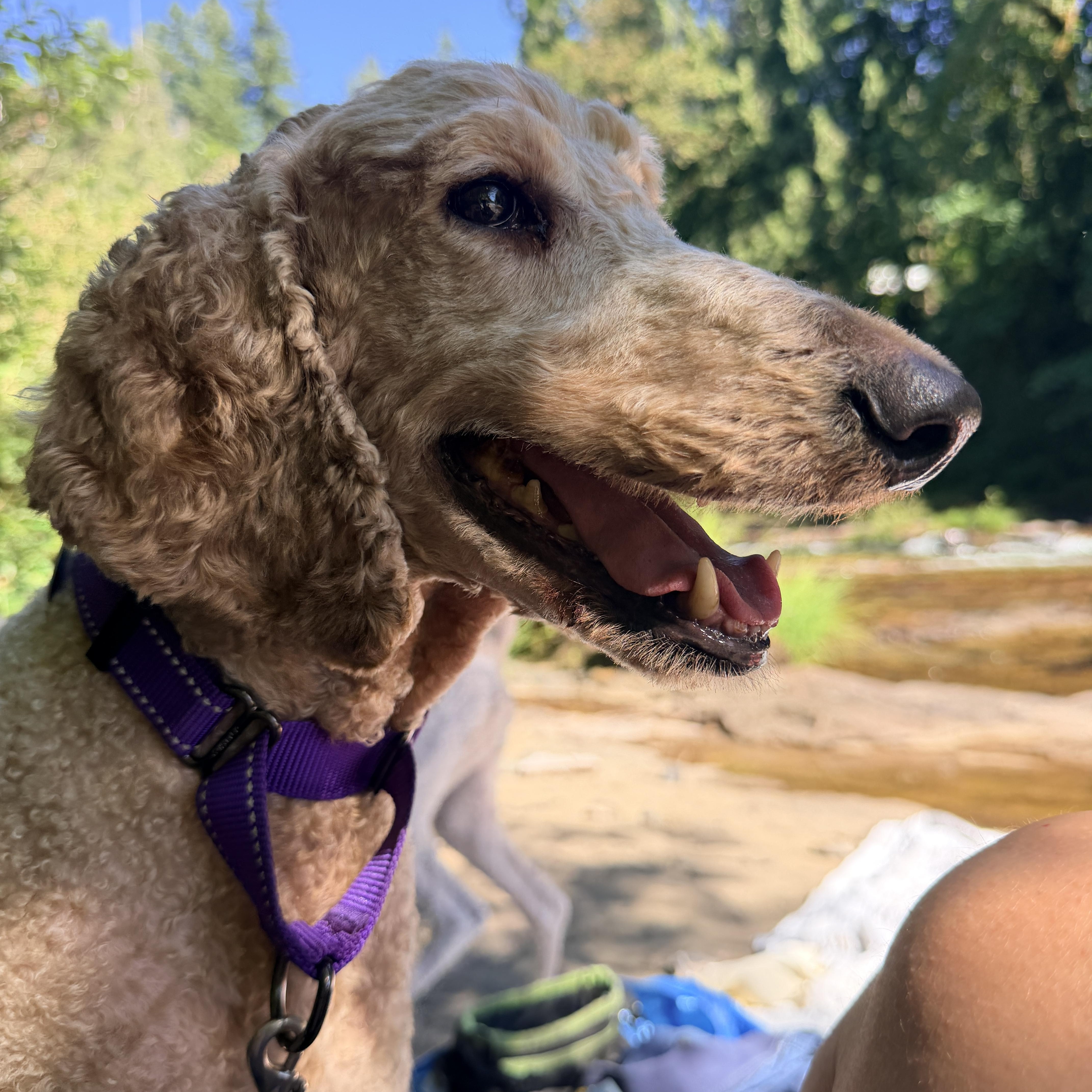 Enlarge Sadie, a ADOPTABLE Standard Poodle in Cascadia, OR image 3/6