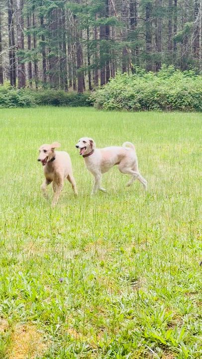 Enlarge Sadie, a ADOPTABLE Standard Poodle in Cascadia, OR video 6/6