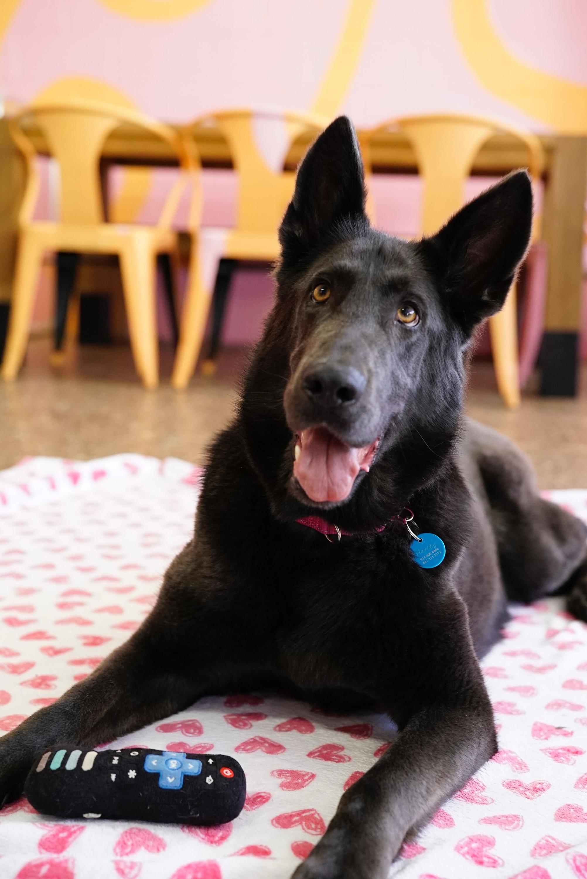 Enlarge Harley, a ADOPTABLE mixed breed in Pasadena, CA image 4/6