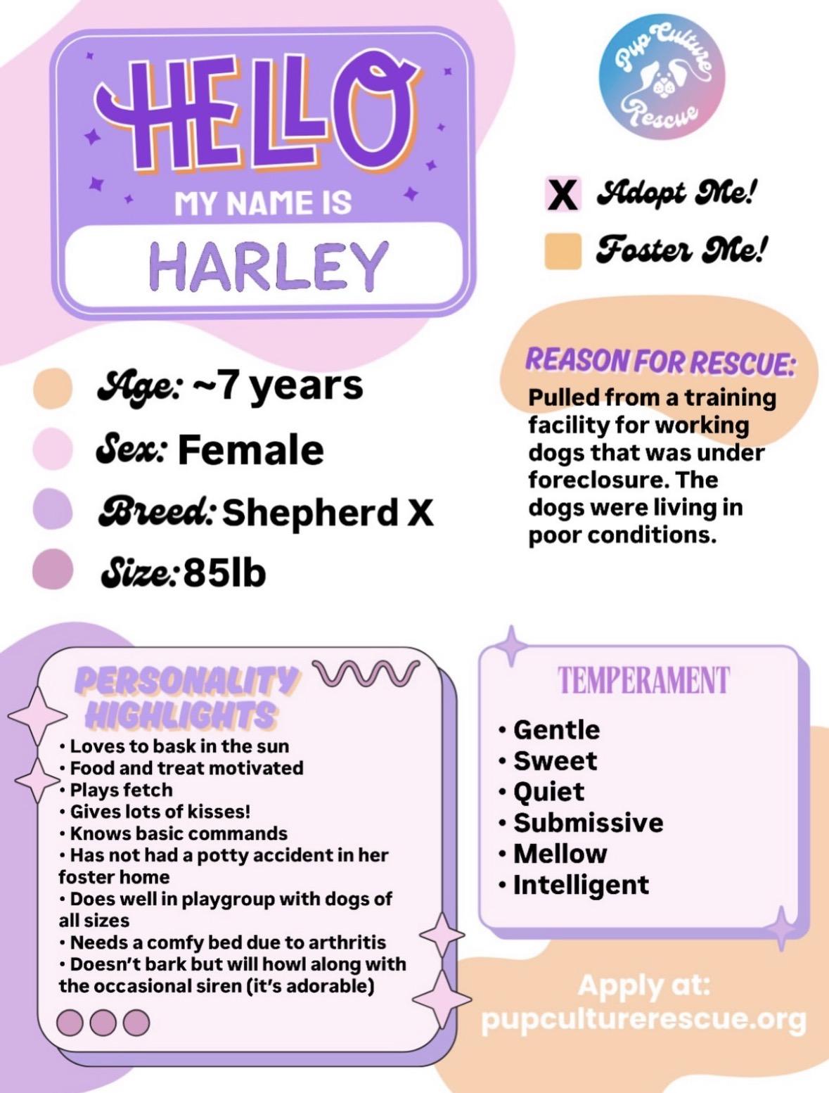 Enlarge Harley, a ADOPTABLE mixed breed in Pasadena, CA image 2/6