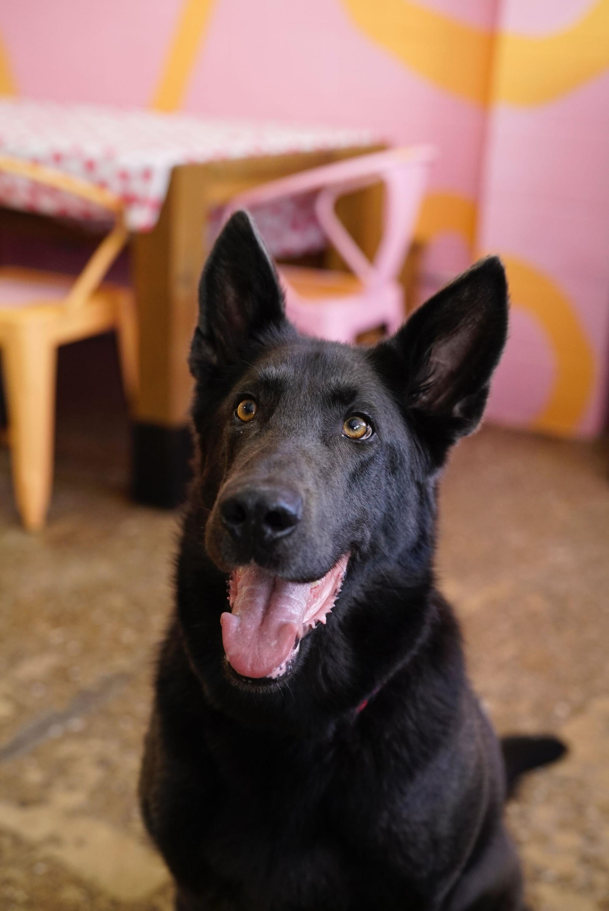 Enlarge Harley, a ADOPTABLE mixed breed in Pasadena, CA image 5/6