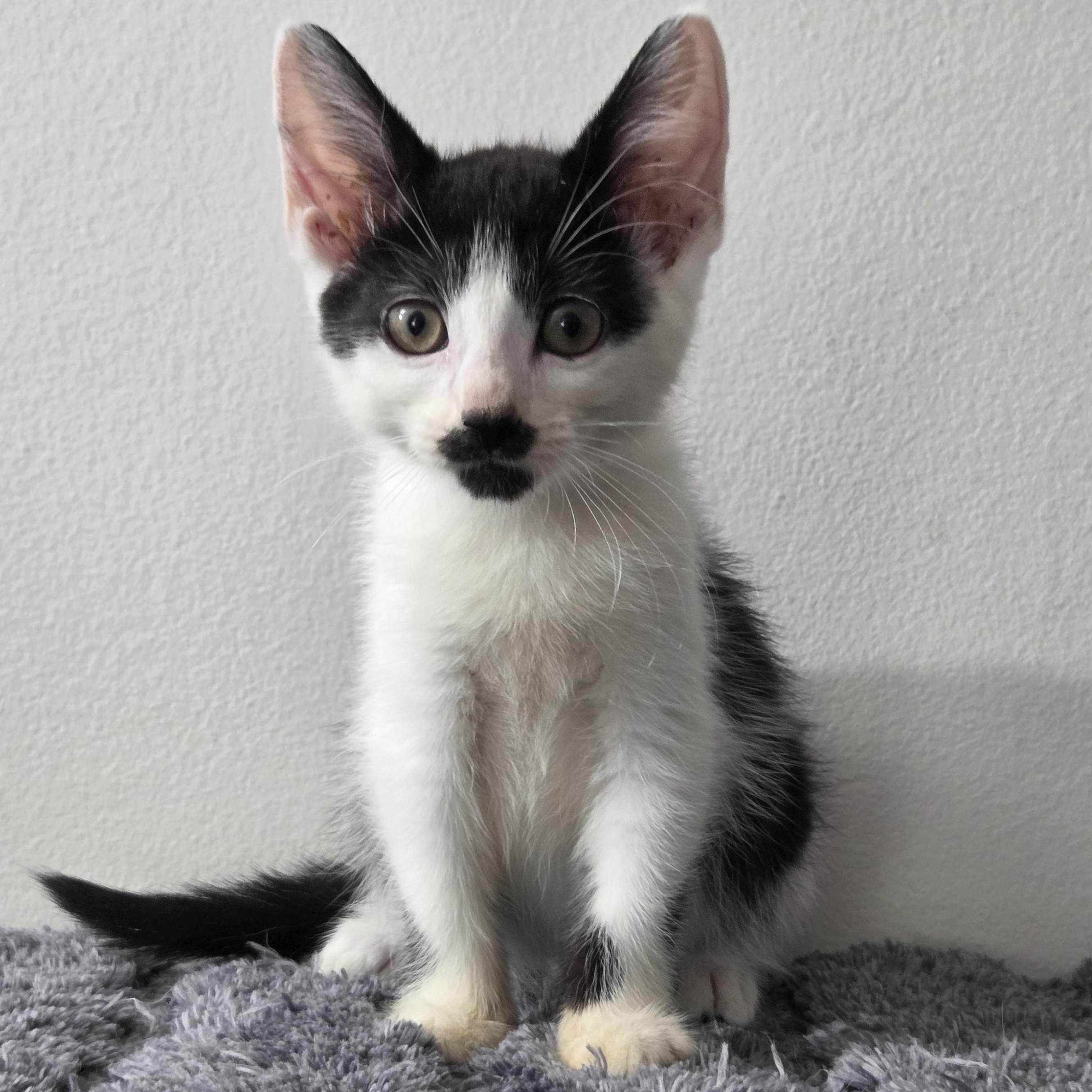 Ditzy, Adoptable, Kitten Female Domestic Short Hair.