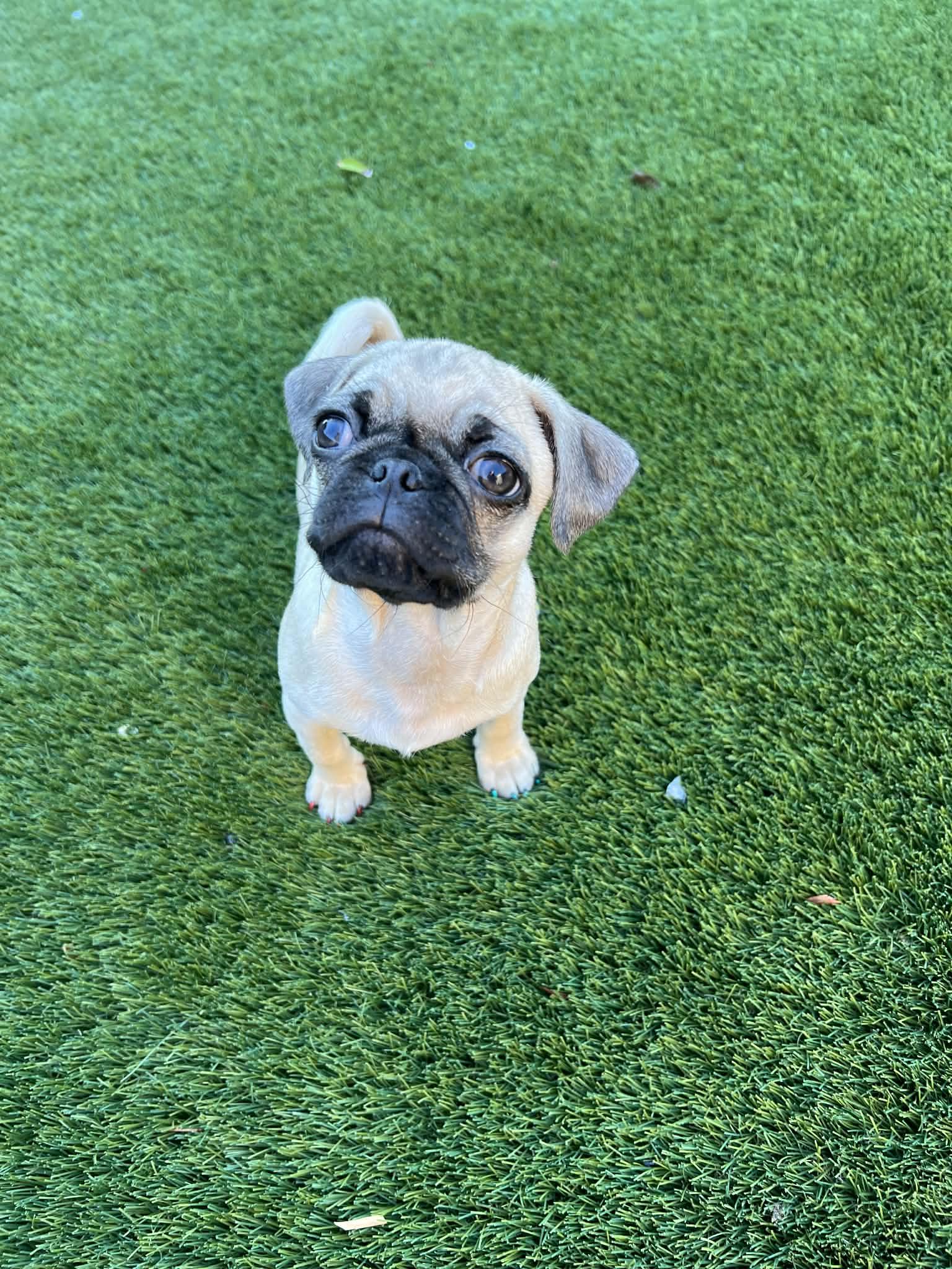 Rolo, a ADOPTABLE Pug in Brentwood, CA image 3/4
