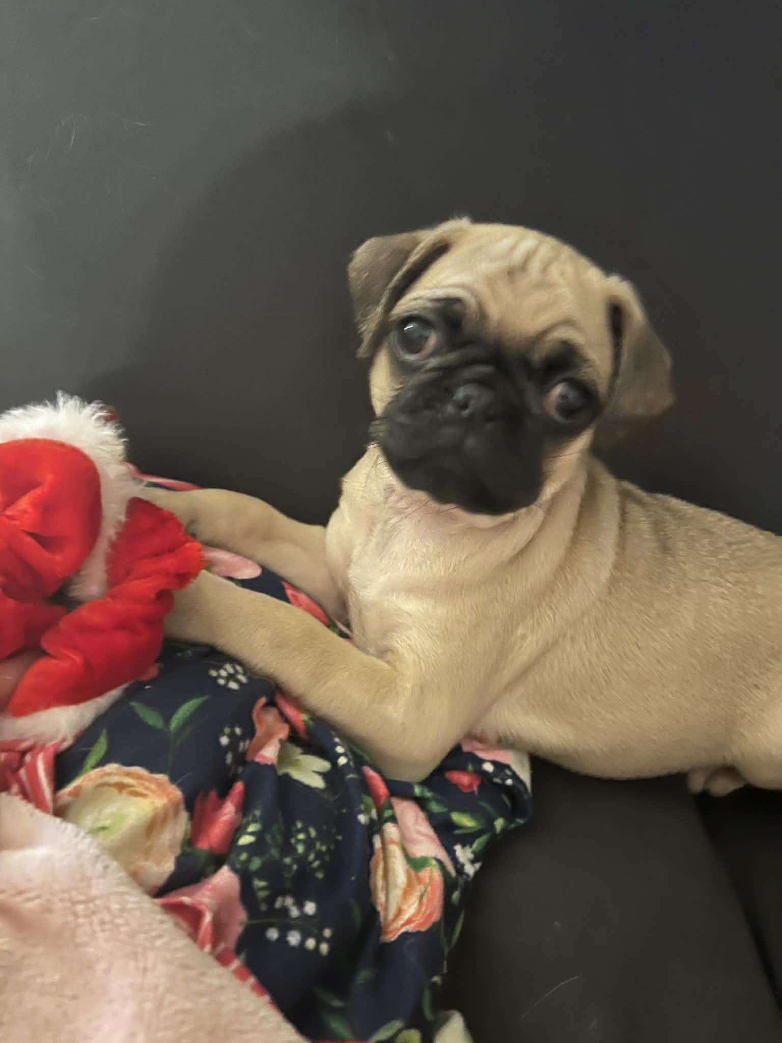 Rolo, a ADOPTABLE Pug in Brentwood, CA image 4/4