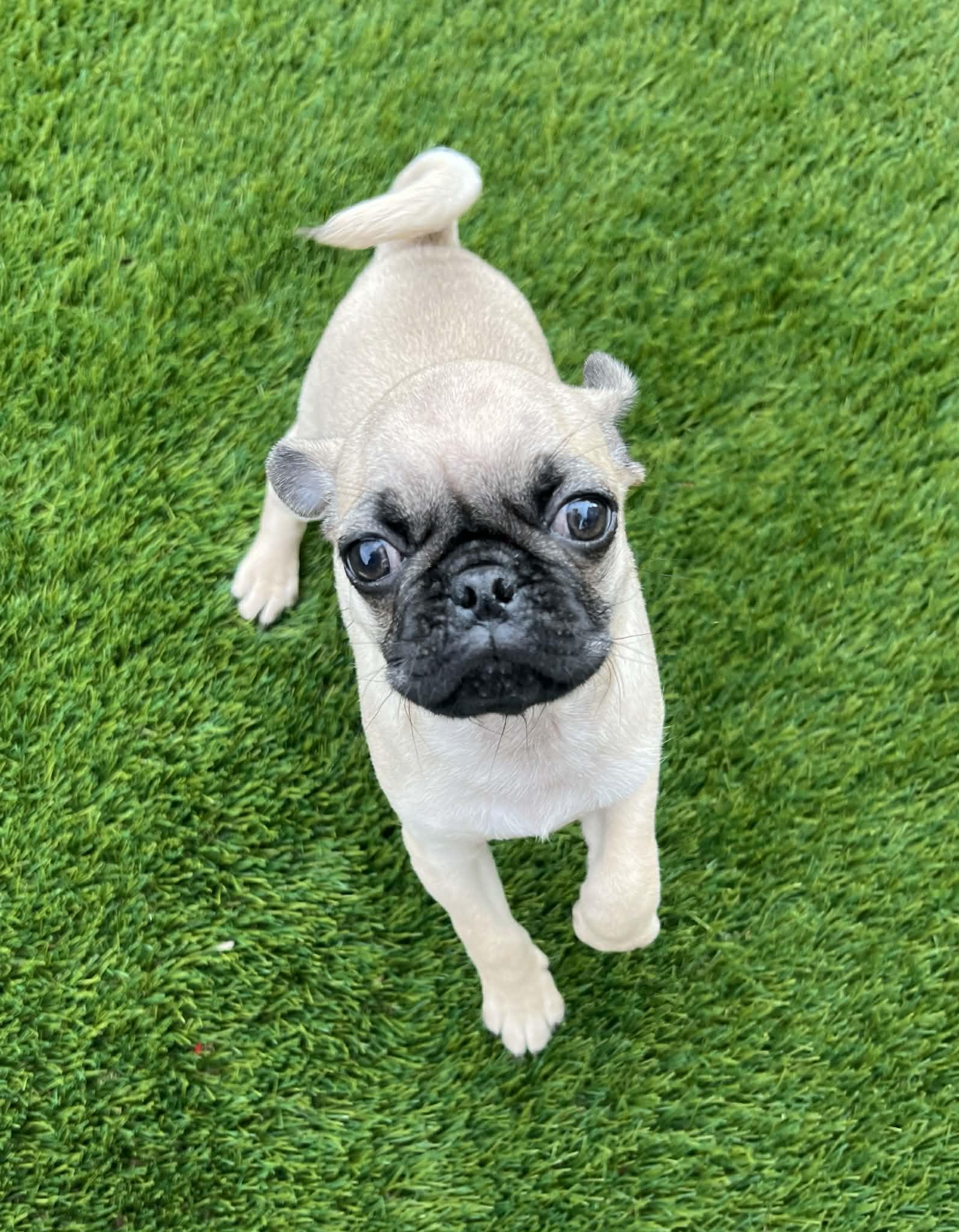 Rolo, a ADOPTABLE Pug in Brentwood, CA image 1/4
