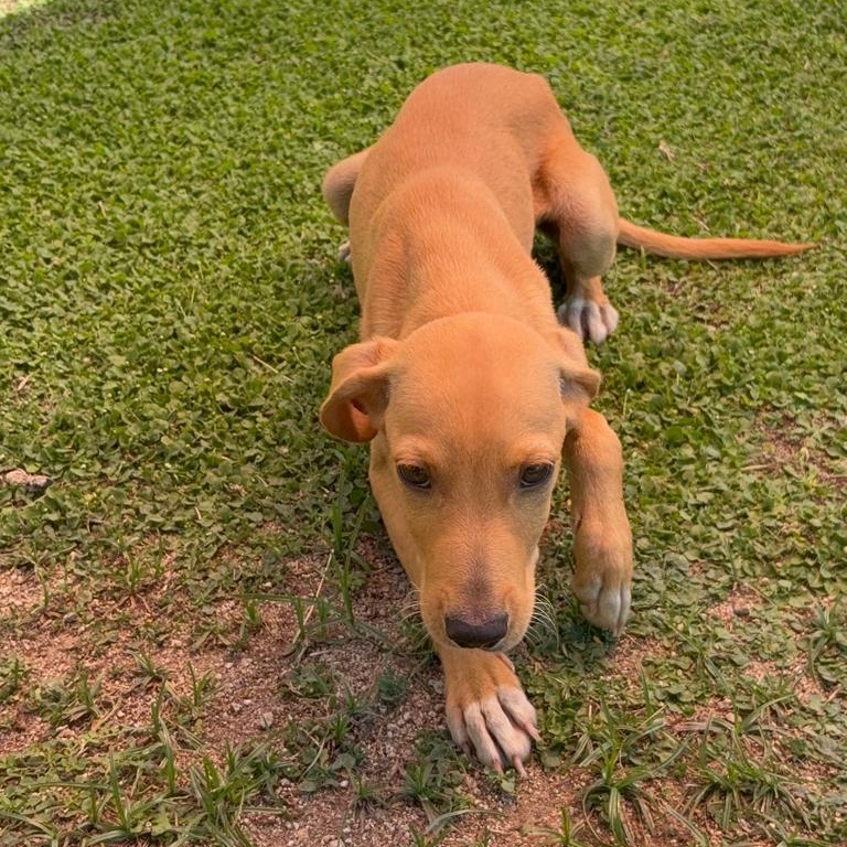 Enlarge Bowie, a Adopted mixed breed in Lyndeborough, NH image 4/6
