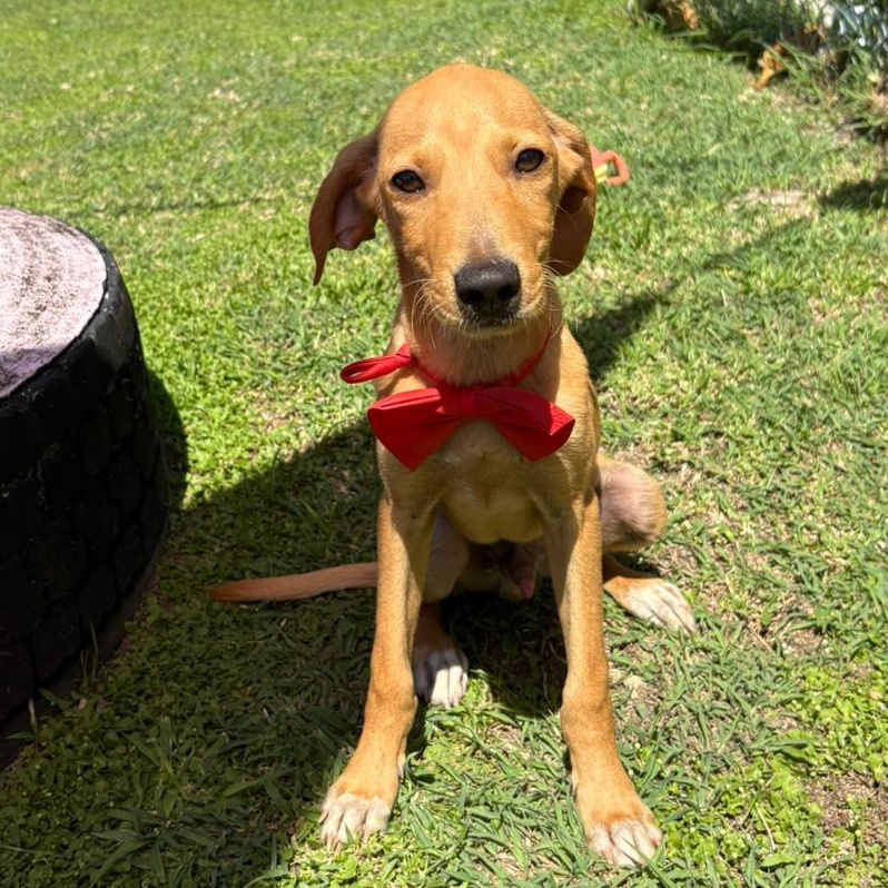 Enlarge Bowie, a Adopted mixed breed in Lyndeborough, NH image 1/6