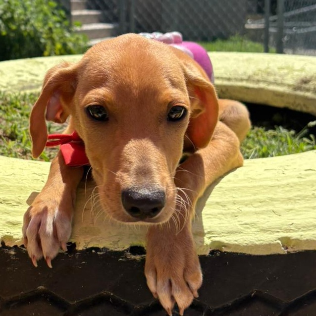 Enlarge Bowie, a Adopted mixed breed in Lyndeborough, NH image 3/6