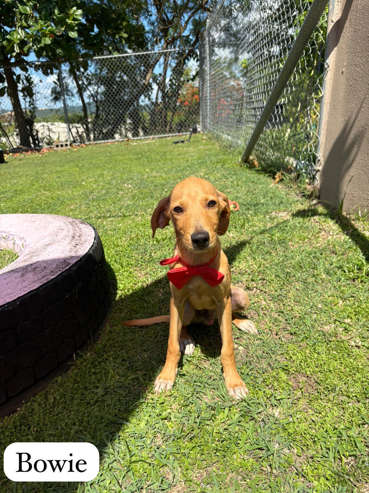 Bowie, Adopted, Puppy Male Mixed Breed.