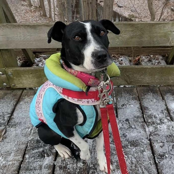 Dixi, a Adoptable Mixed Breed in Milton, ON image 1/6