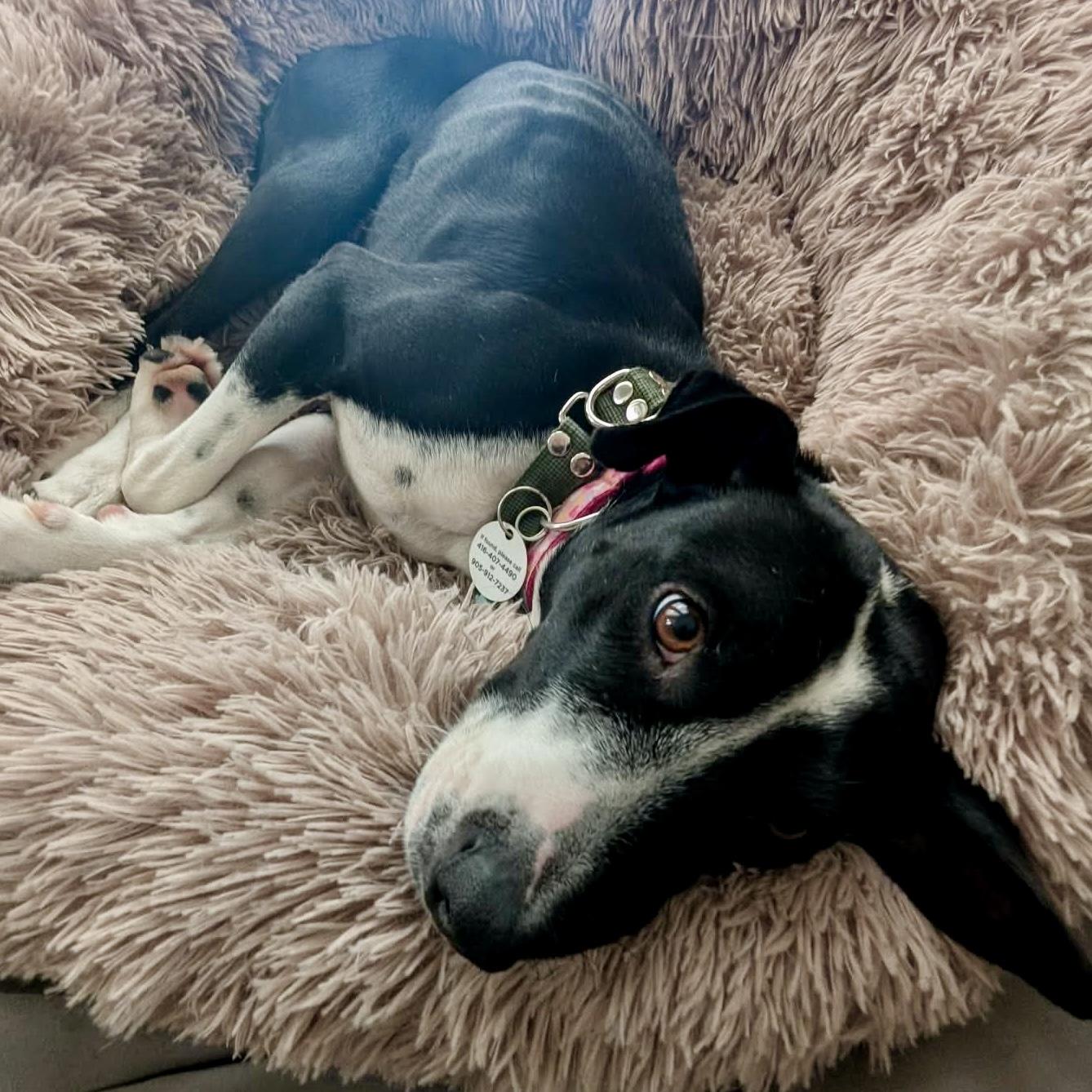 Dixi, a Adoptable Mixed Breed in Milton, ON image 2/6