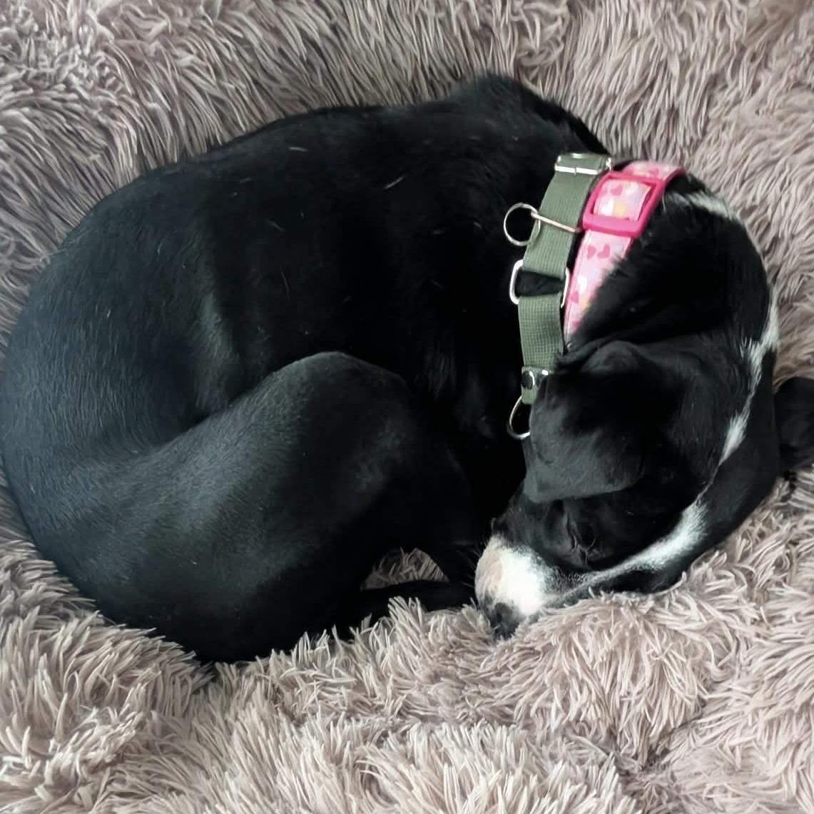 Dixi, a Adoptable Mixed Breed in Milton, ON image 3/6