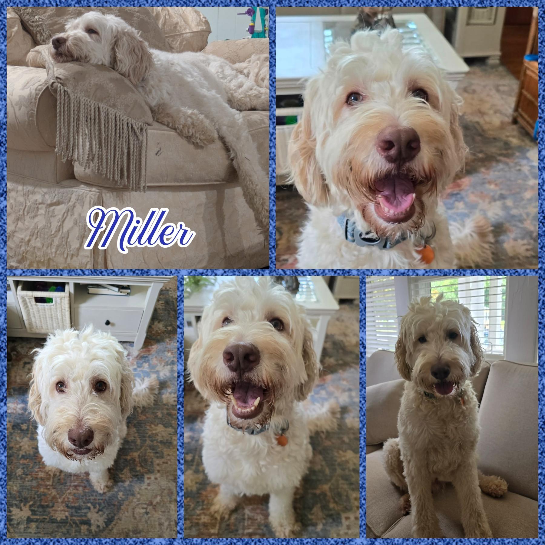 Enlarge Miller, a ADOPTABLE Goldendoodle in Blacksburg, SC image 1/1