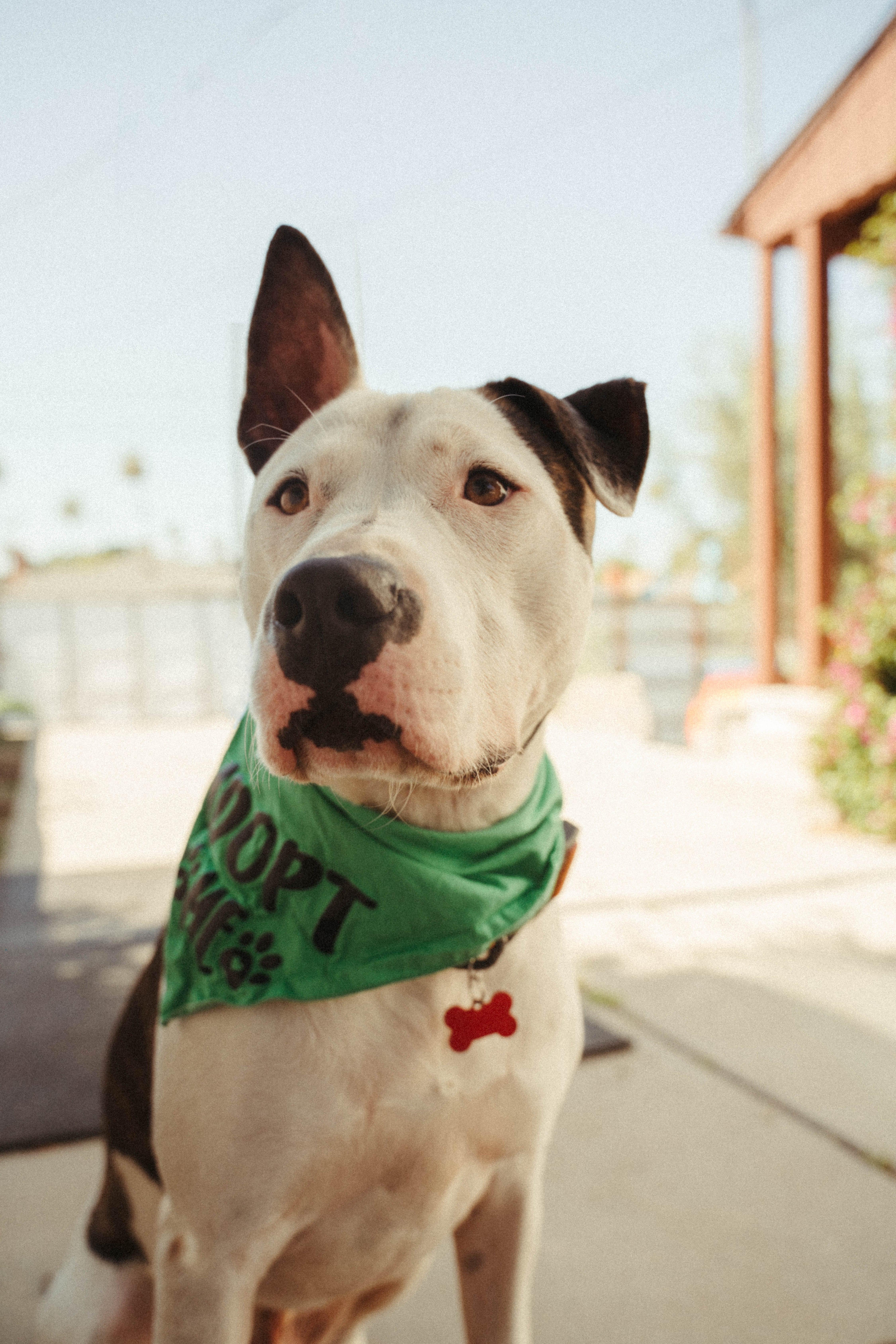 Enlarge Ace-ADOPT Me!!, a ADOPTABLE mixed breed in Redondo Beach, CA image 4/6