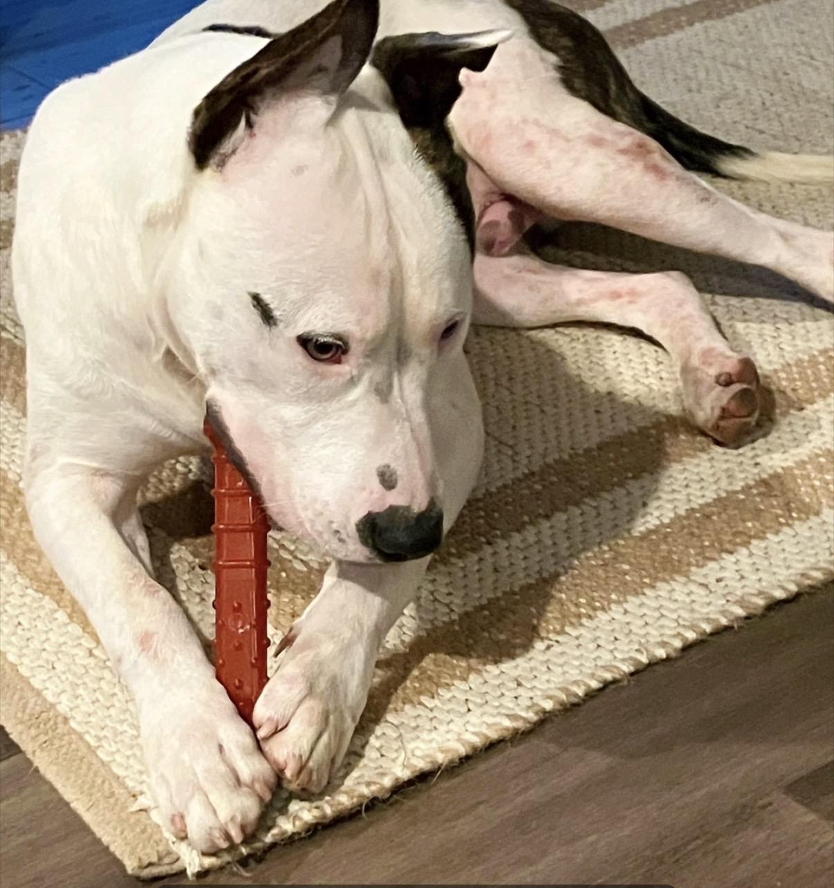 Ace-ADOPT Me!!, ADOPTABLE, Young Male American Bulldog.