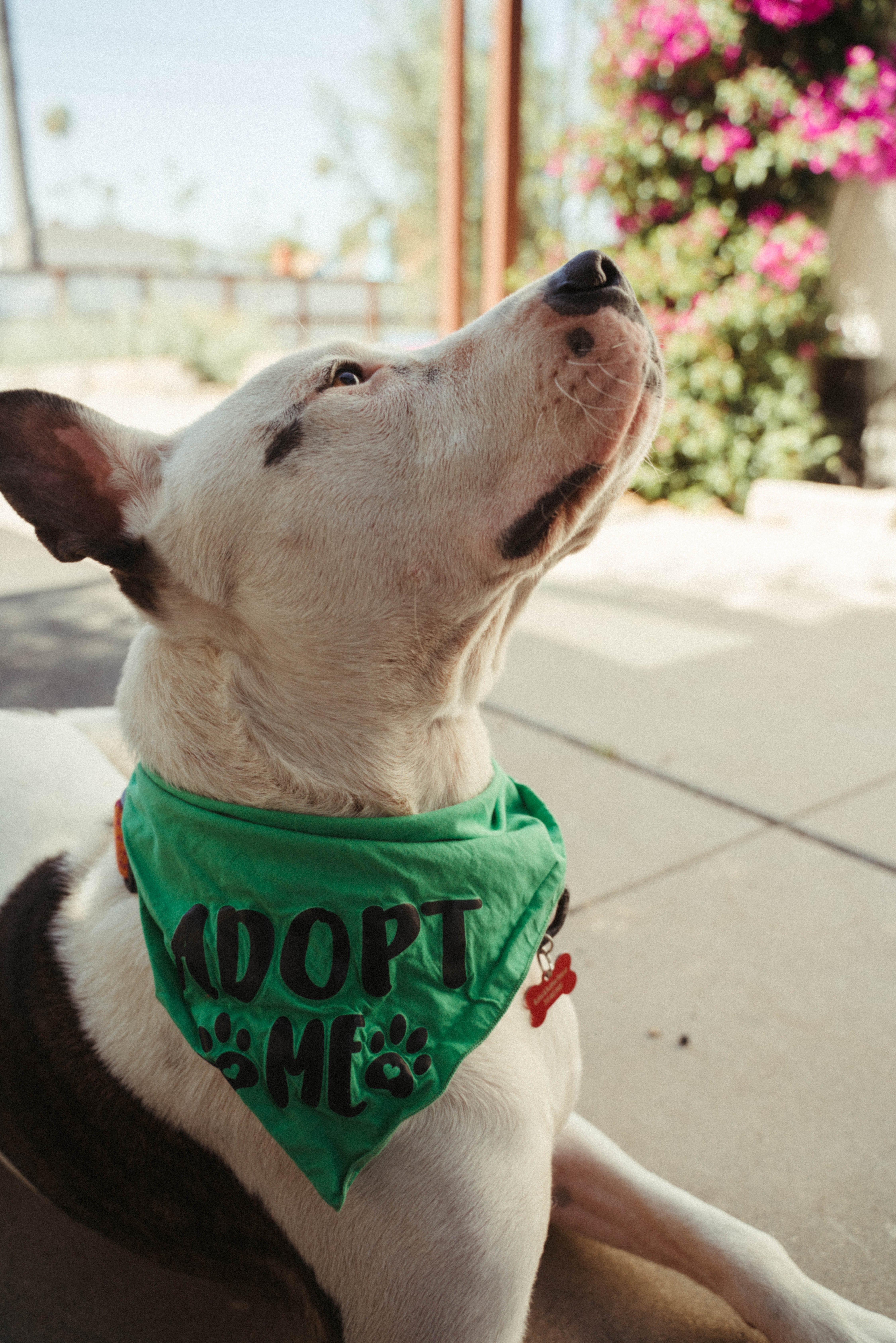 Enlarge Ace-ADOPT Me!!, a ADOPTABLE mixed breed in Redondo Beach, CA image 6/6