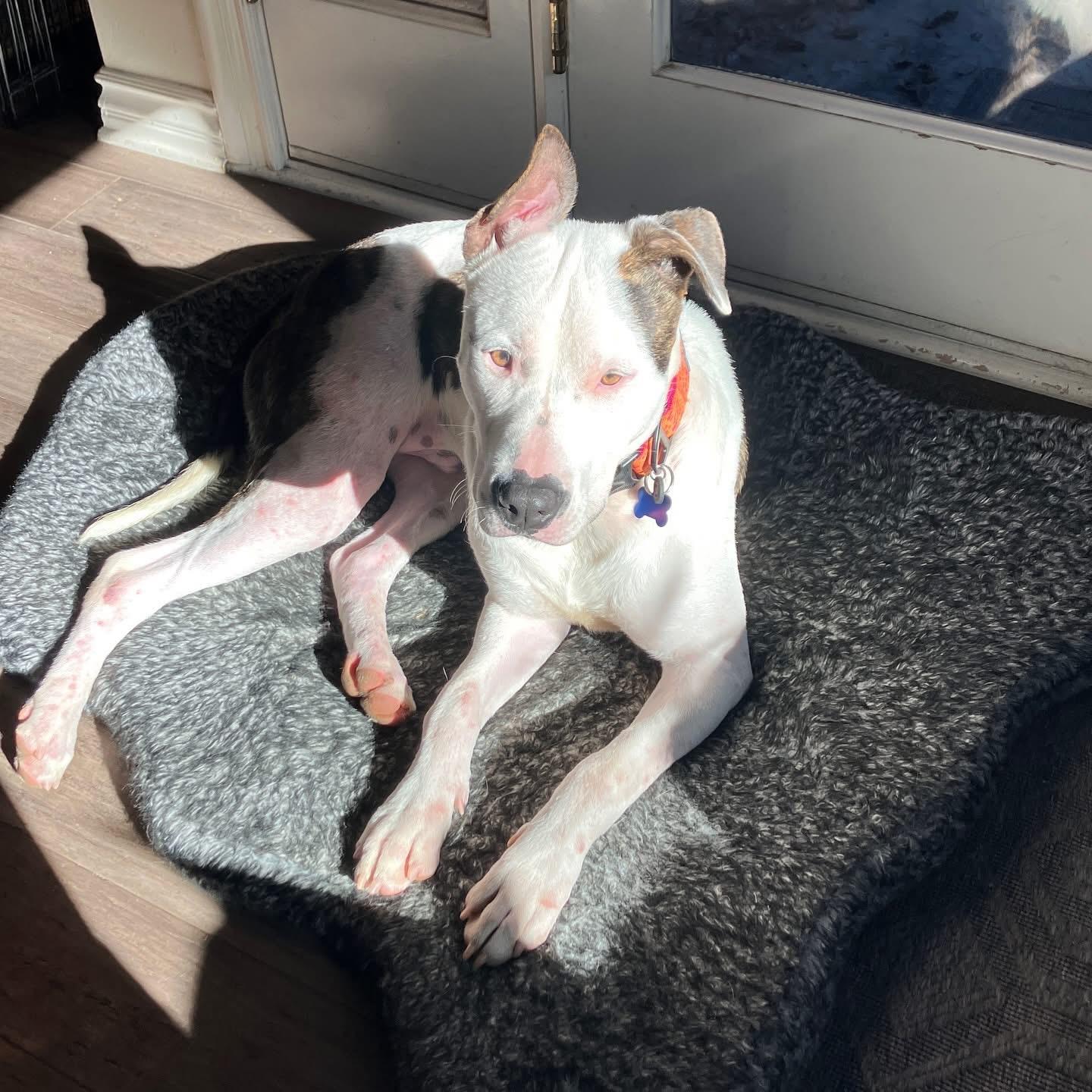 Enlarge Ace-ADOPT Me!!, a ADOPTABLE mixed breed in Redondo Beach, CA image 3/4