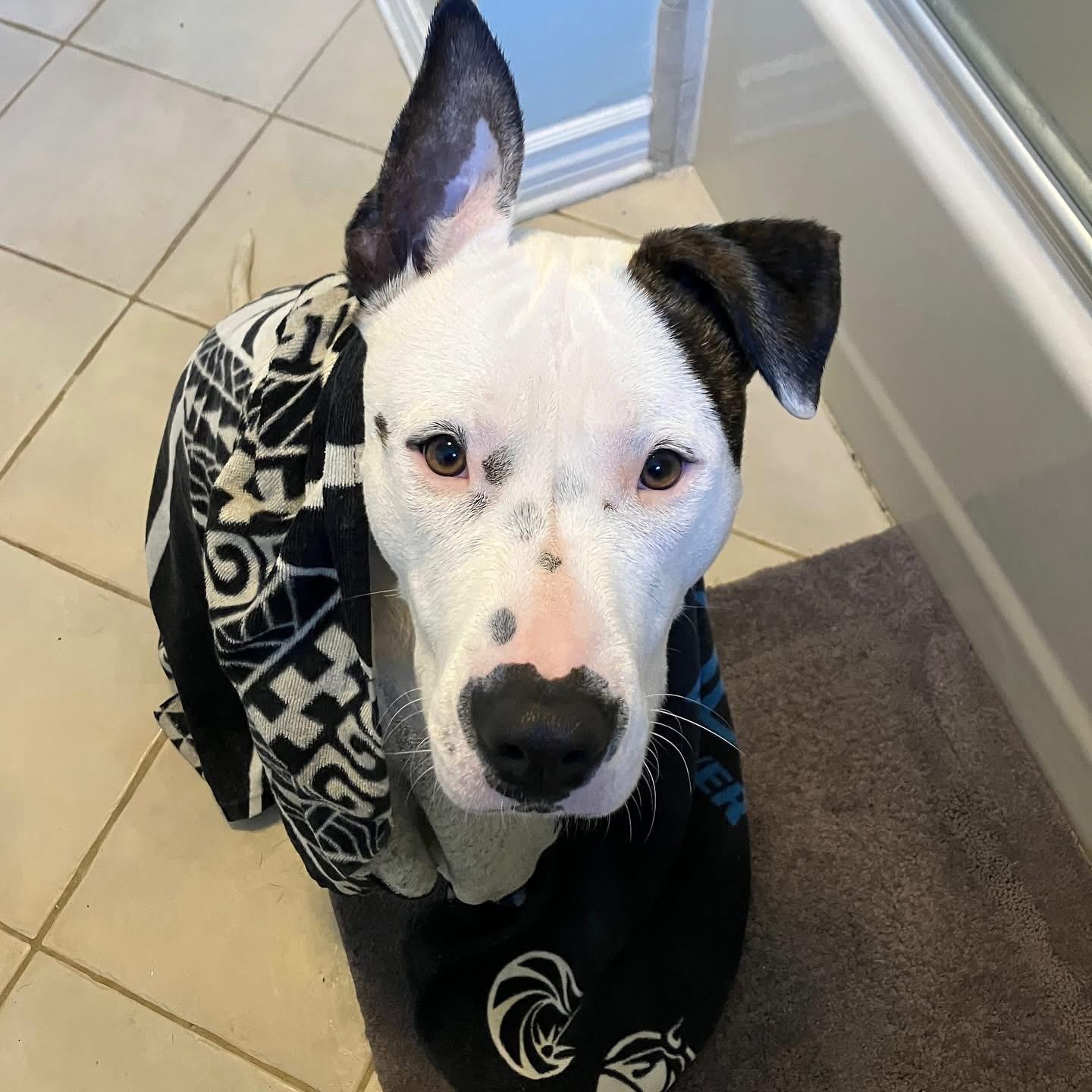 Enlarge Ace-ADOPT Me!!, a ADOPTABLE mixed breed in Redondo Beach, CA image 4/4