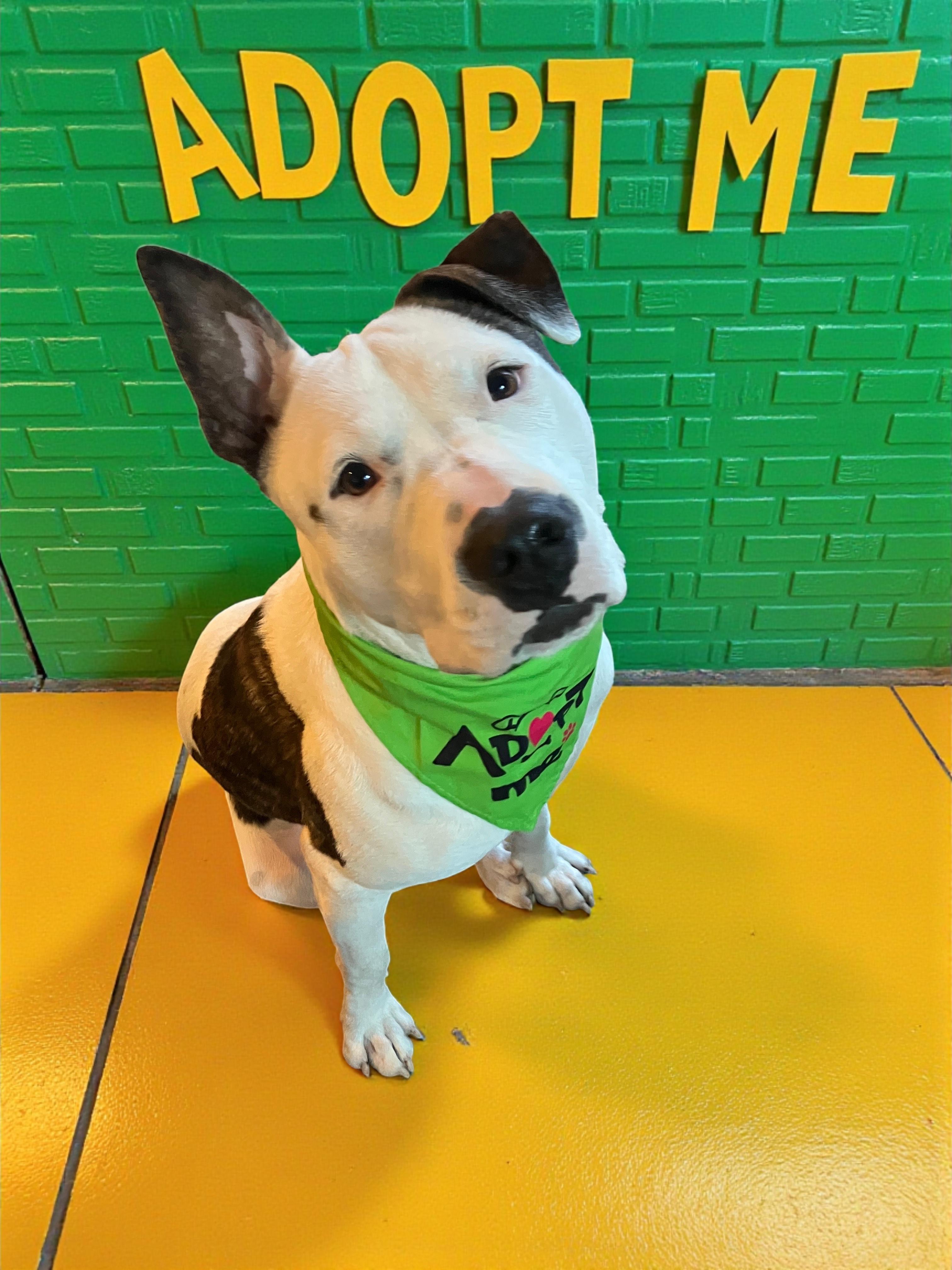 Ace-ADOPT Me!!, ADOPTABLE, Young Male American Bulldog.