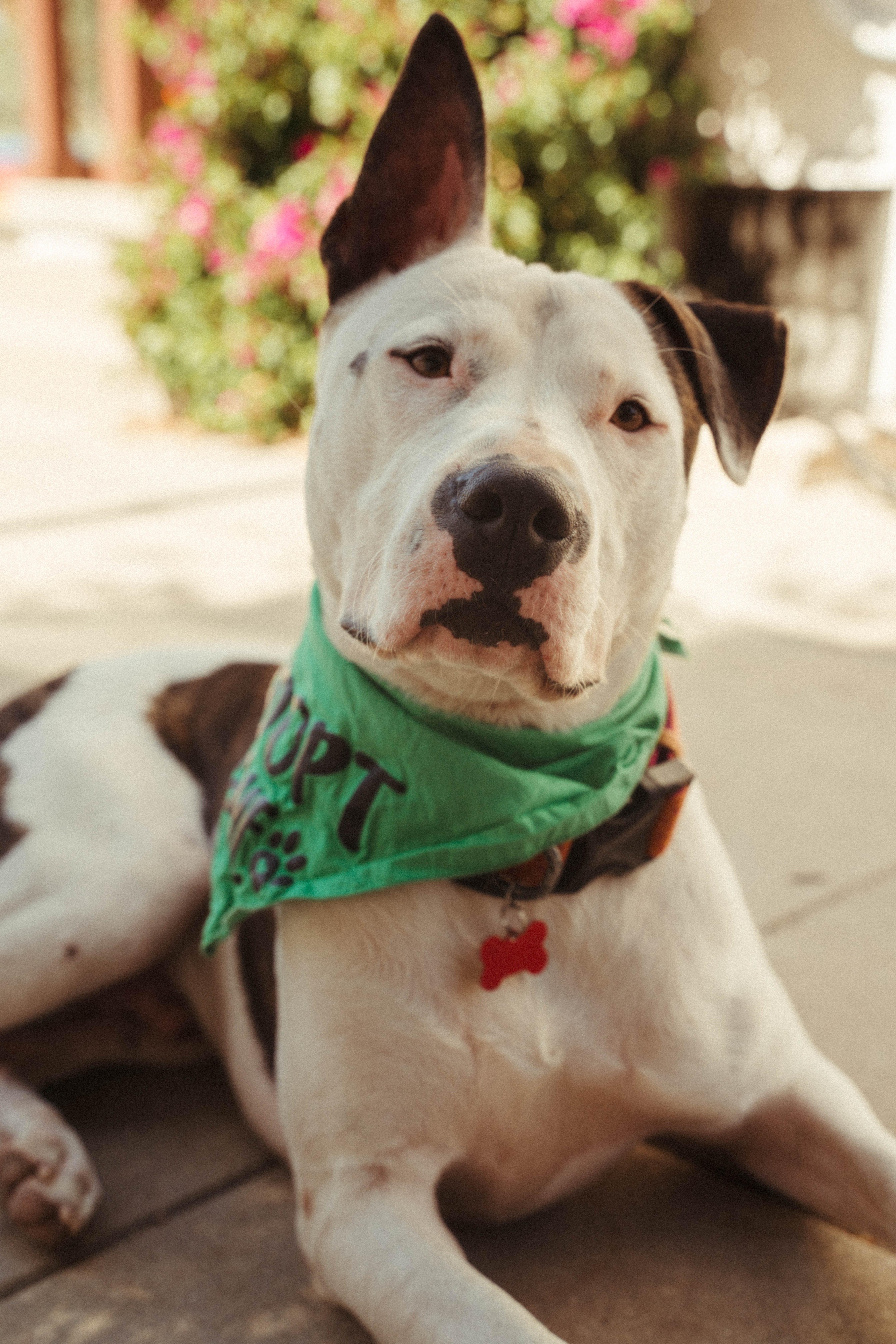 Enlarge Ace-ADOPT Me!!, a ADOPTABLE mixed breed in Redondo Beach, CA image 1/6