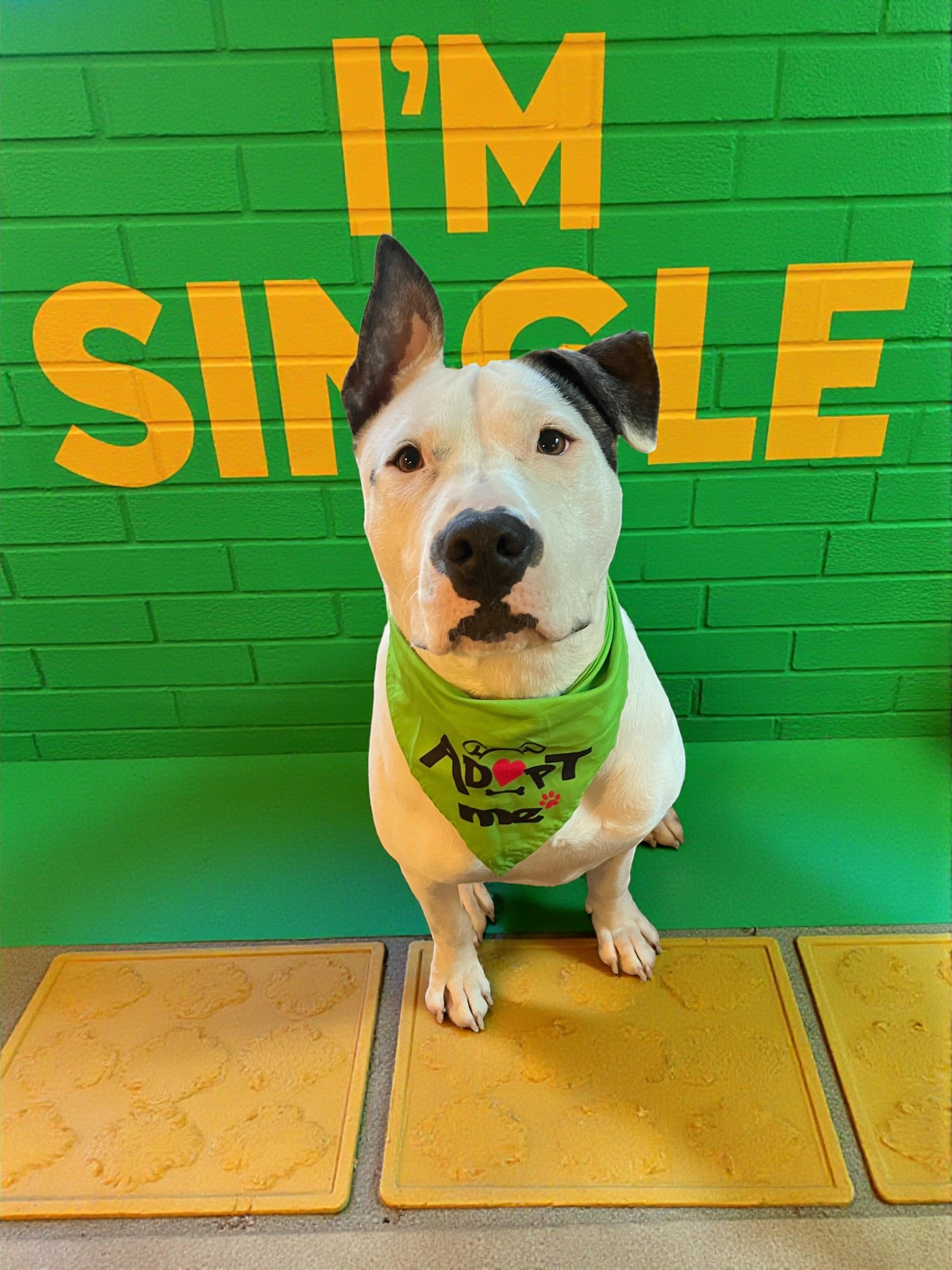 Enlarge Ace-ADOPT Me!!, a ADOPTABLE mixed breed in Redondo Beach, CA image 4/4