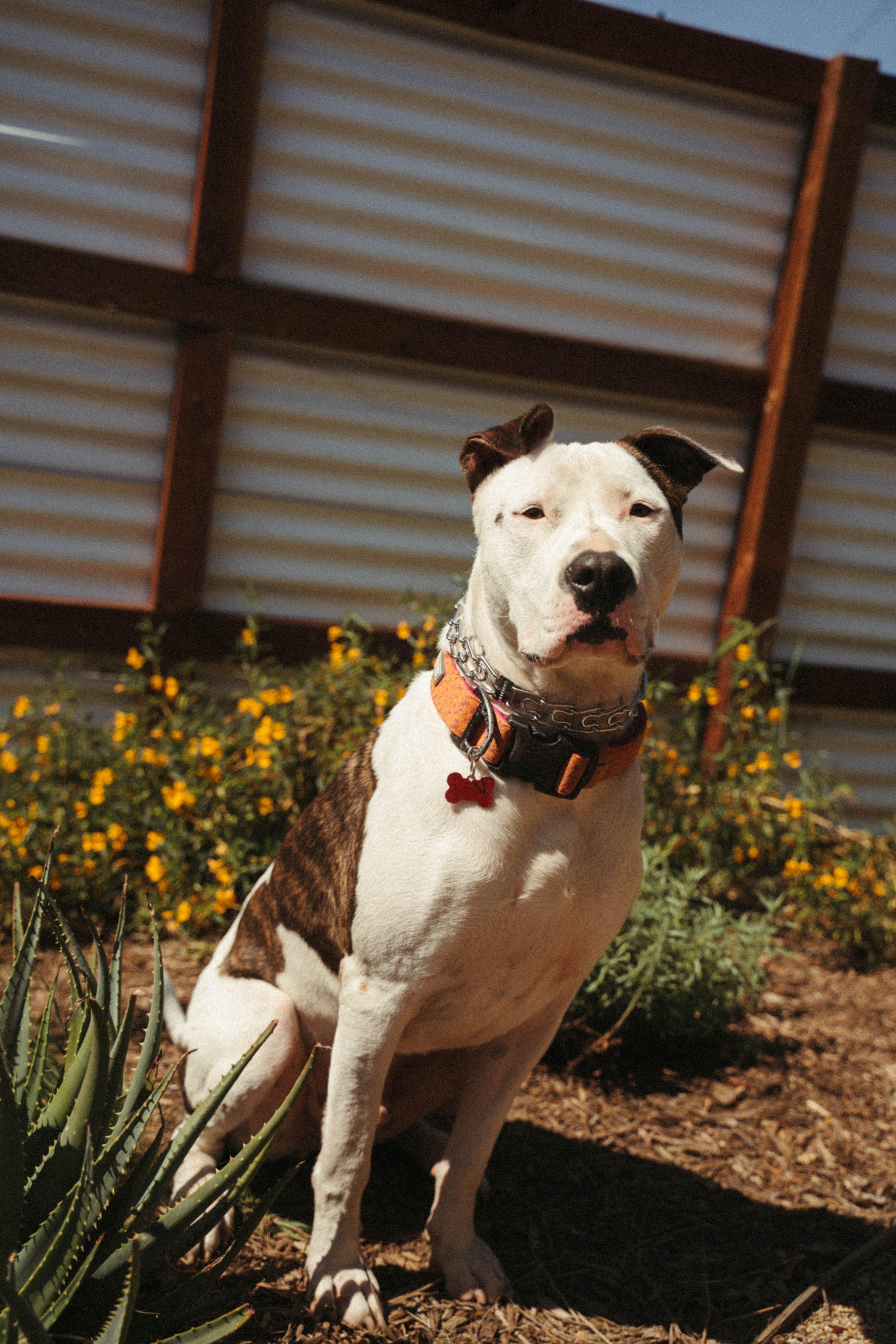 Enlarge Ace-ADOPT Me!!, a ADOPTABLE mixed breed in Redondo Beach, CA image 5/6