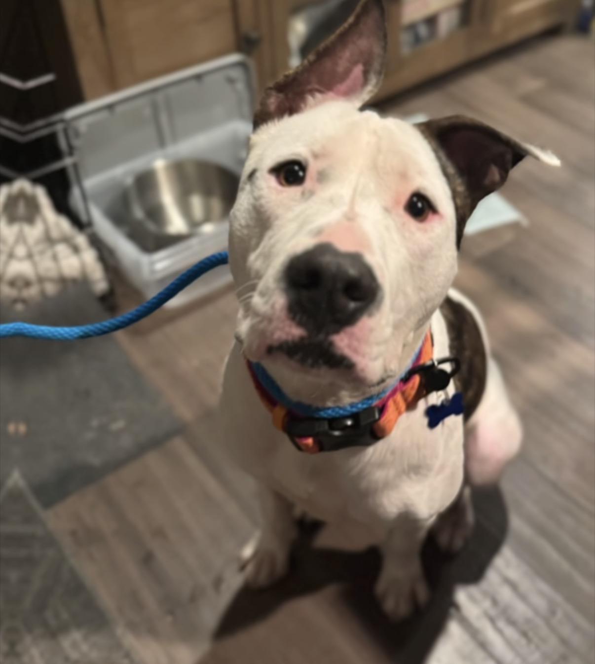 Enlarge Ace-ADOPT Me!!, a ADOPTABLE mixed breed in Redondo Beach, CA image 2/4