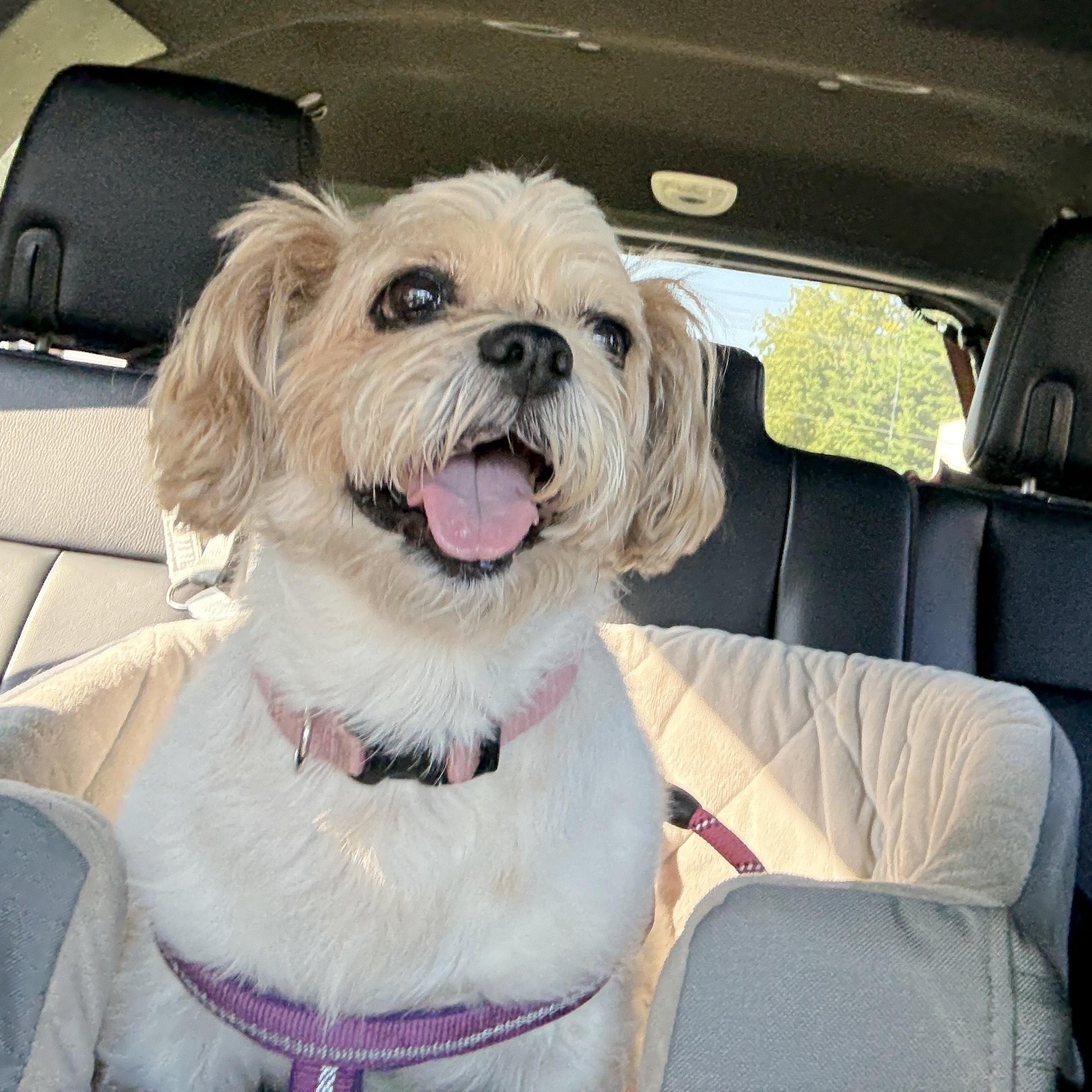 Raleigh **ADOPTION FEE SPONSORED**