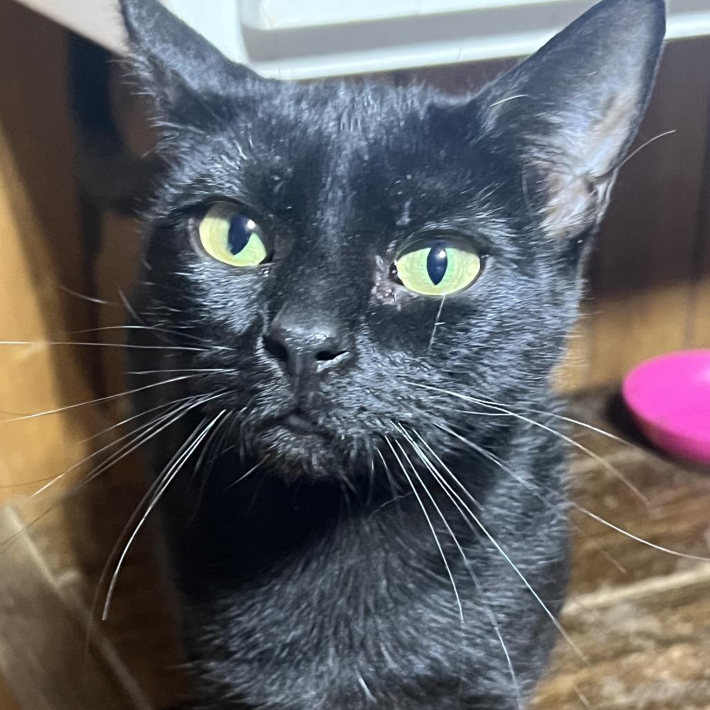 Inky, Adoptable, Young Female Domestic Short Hair.