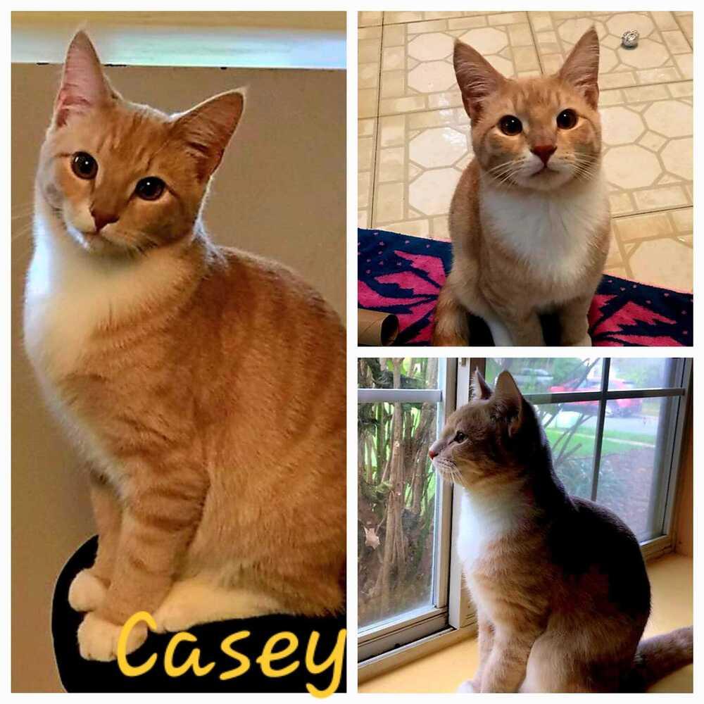 Enlarge Casey, a Adoptable mixed breed in Bowie, MD image 2/5