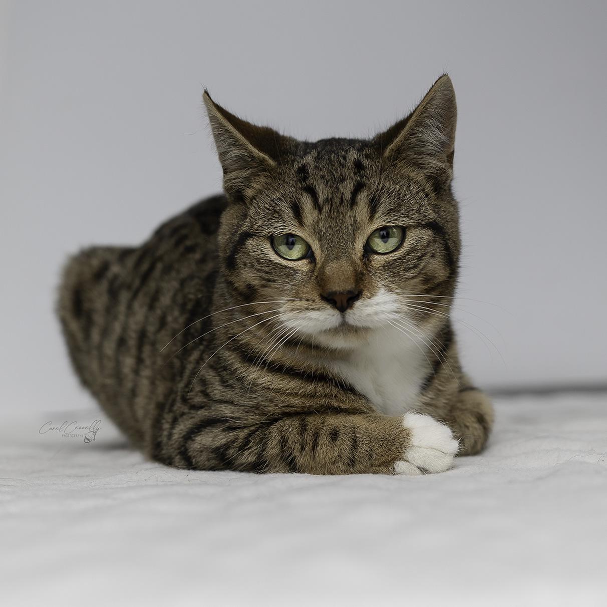 Pudding, a Adoptable Domestic Short Hair in Wakefield, QC image 2/4