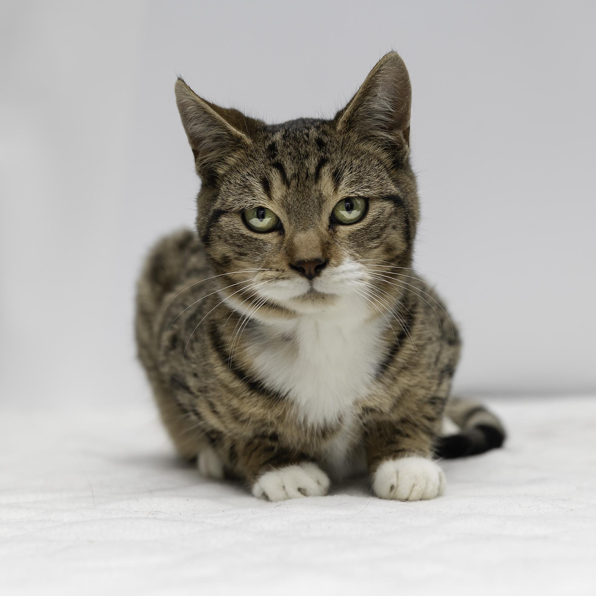 Pudding, a Adoptable Domestic Short Hair in Wakefield, QC image 3/4
