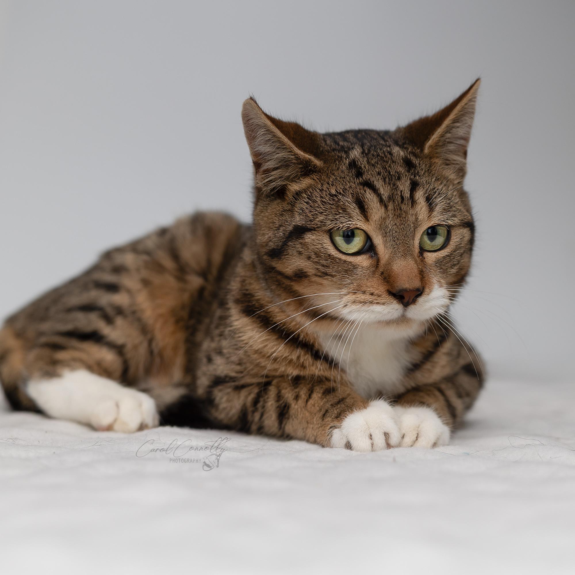Pudding, a Adoptable Domestic Short Hair in Wakefield, QC image 1/4