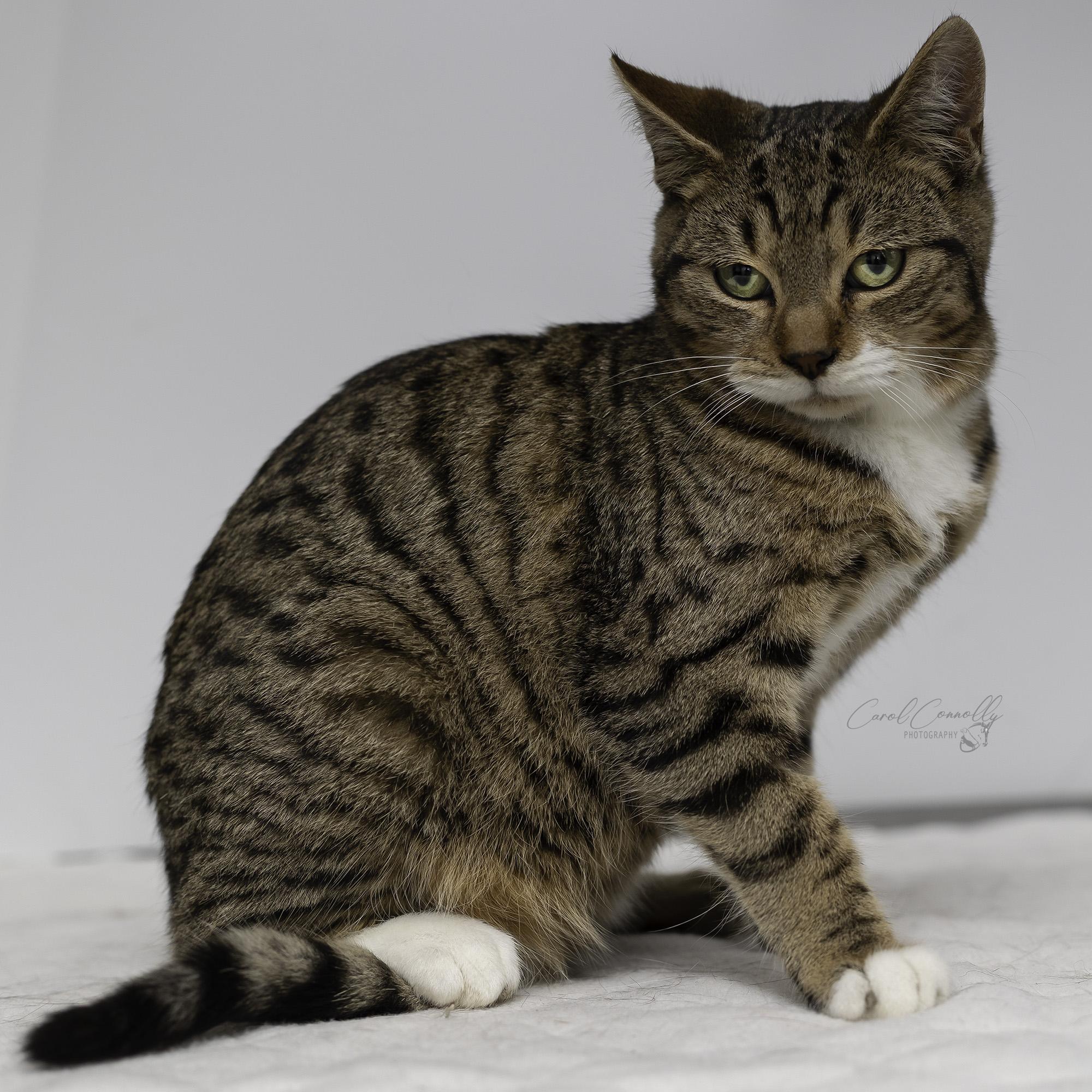 Pudding, a Adoptable Domestic Short Hair in Wakefield, QC image 4/4