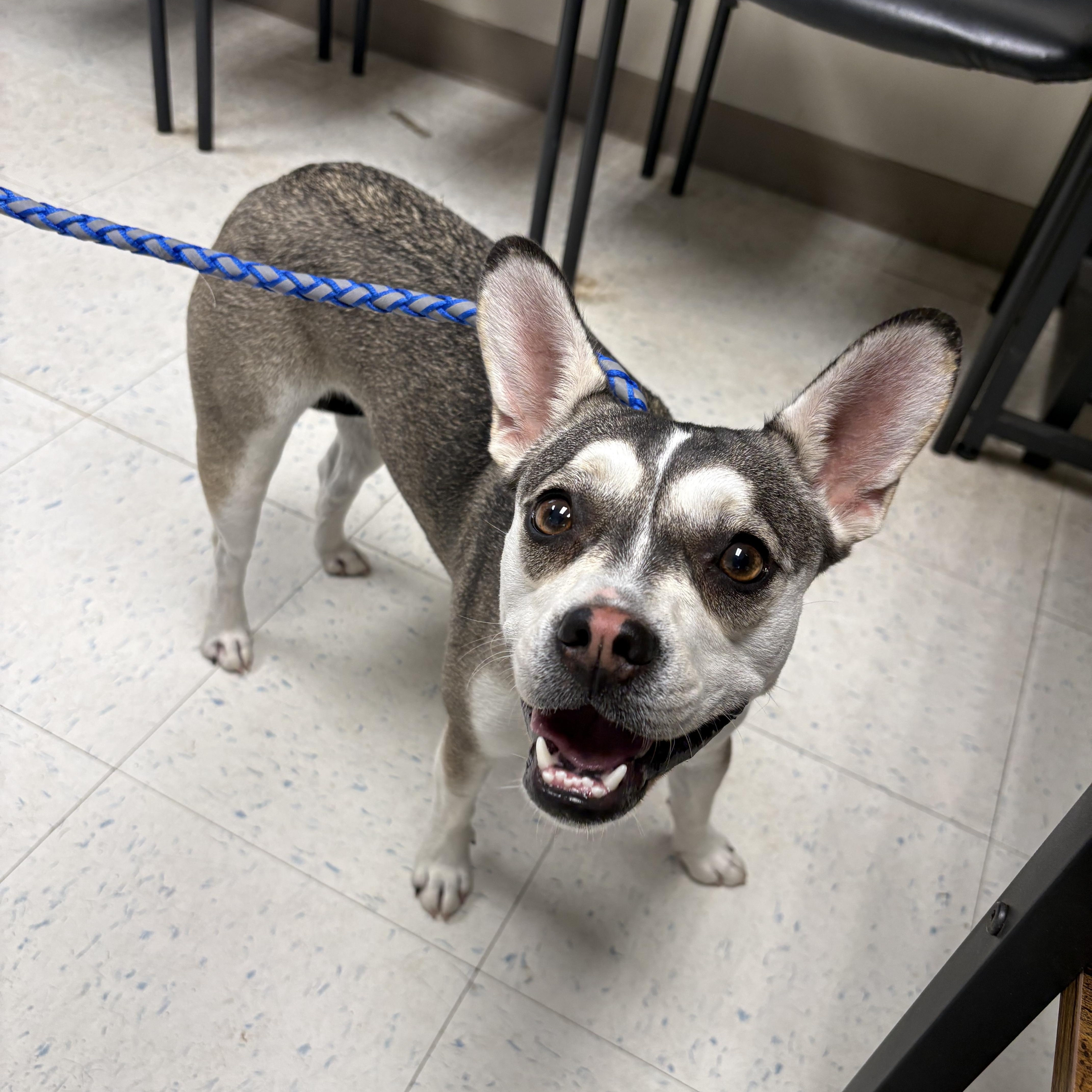 Nora, Adoptable, Young Female Boston Terrier.