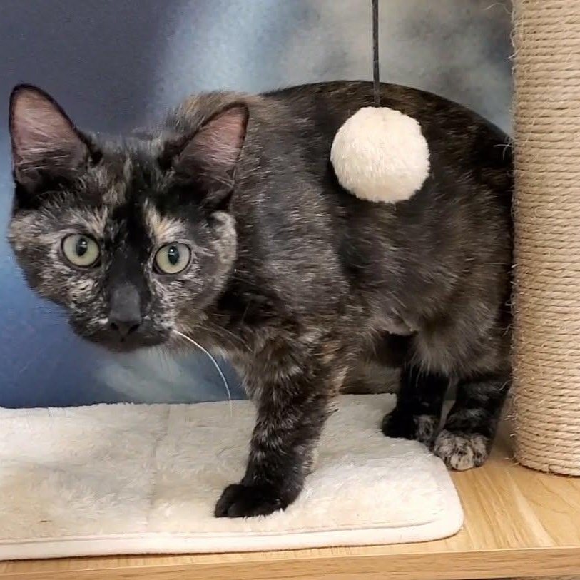 Enlarge Mimi, an adopted Domestic Short Hair in Sedalia, MO image 6/6