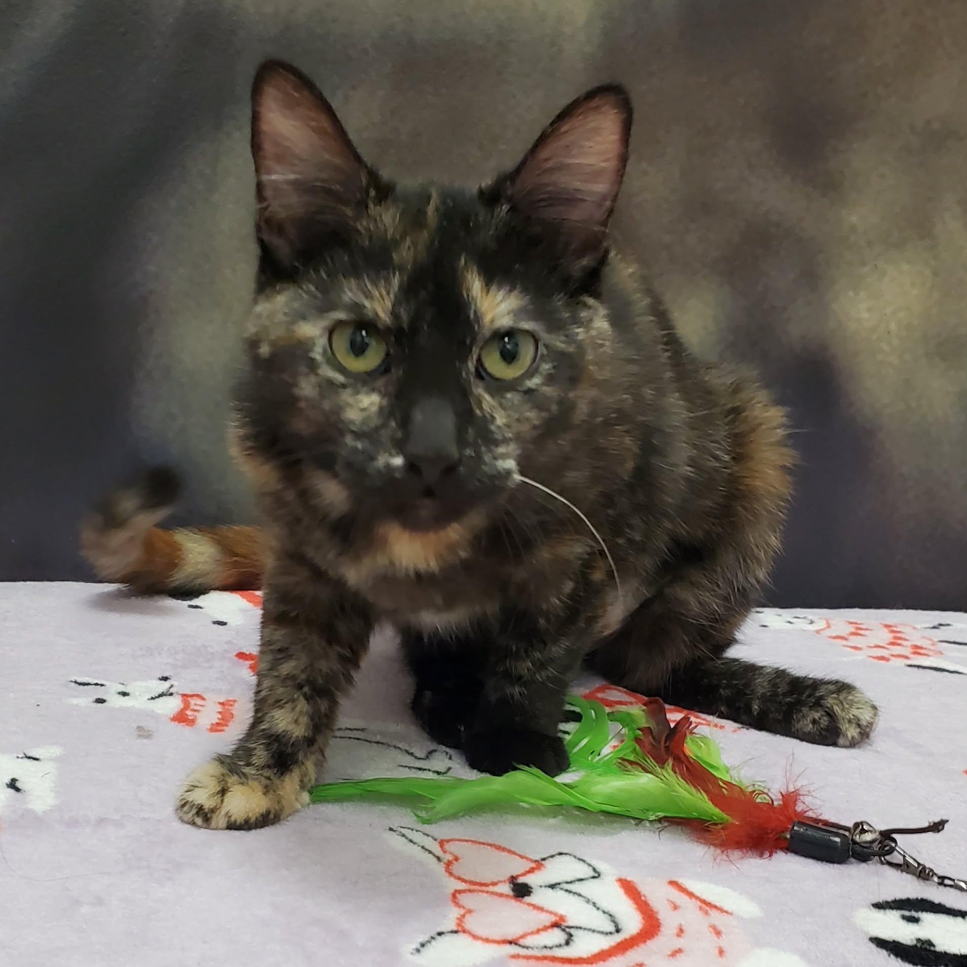 Enlarge Mimi, an adopted Domestic Short Hair in Sedalia, MO image 3/6