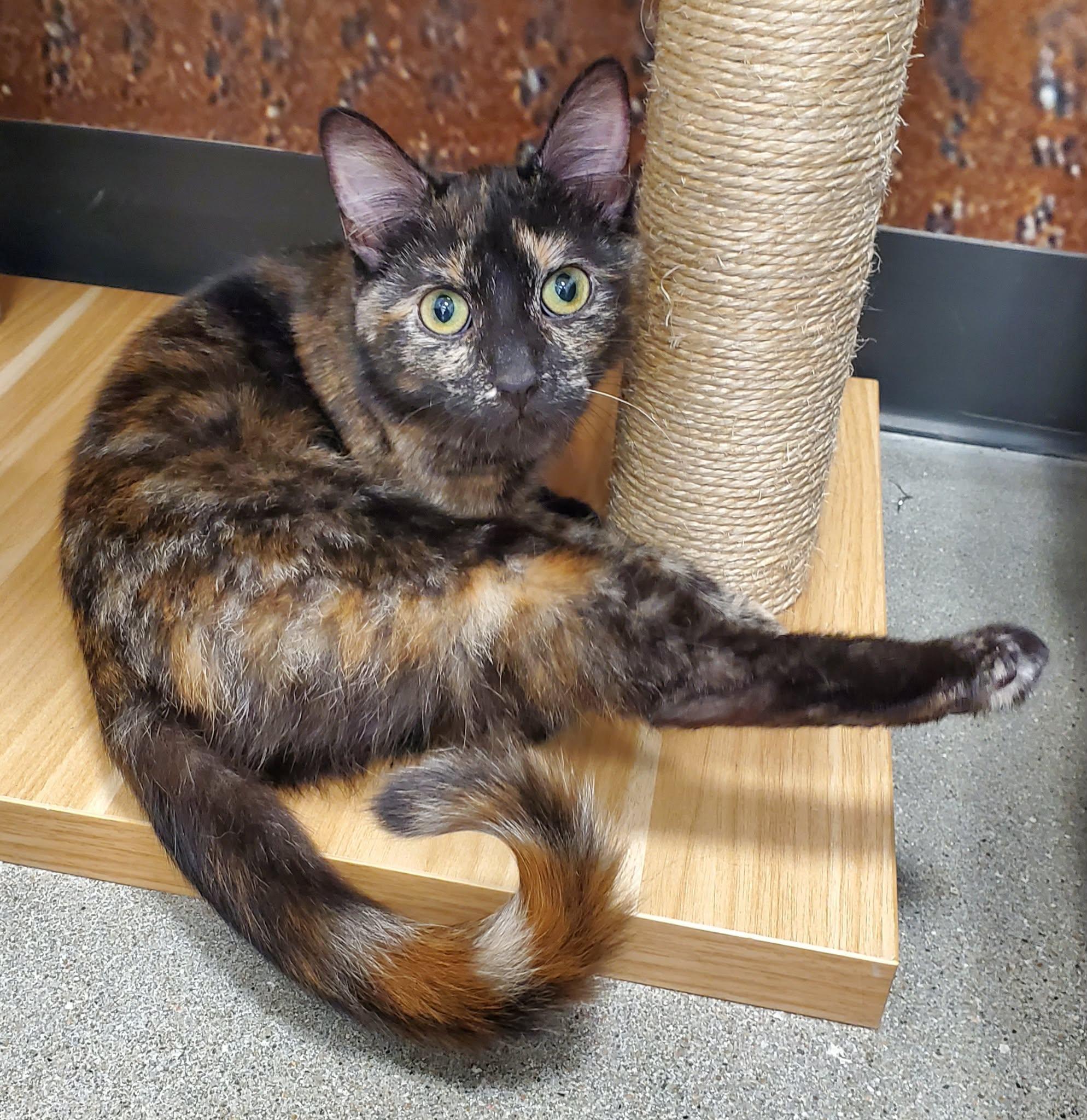 Enlarge Mimi, an adopted Domestic Short Hair in Sedalia, MO image 5/6