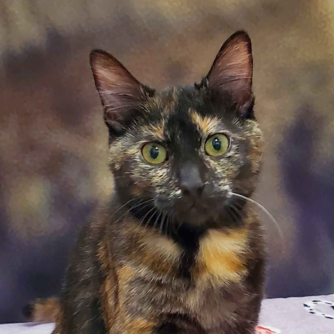 Enlarge Mimi, an adopted Domestic Short Hair in Sedalia, MO image 2/6
