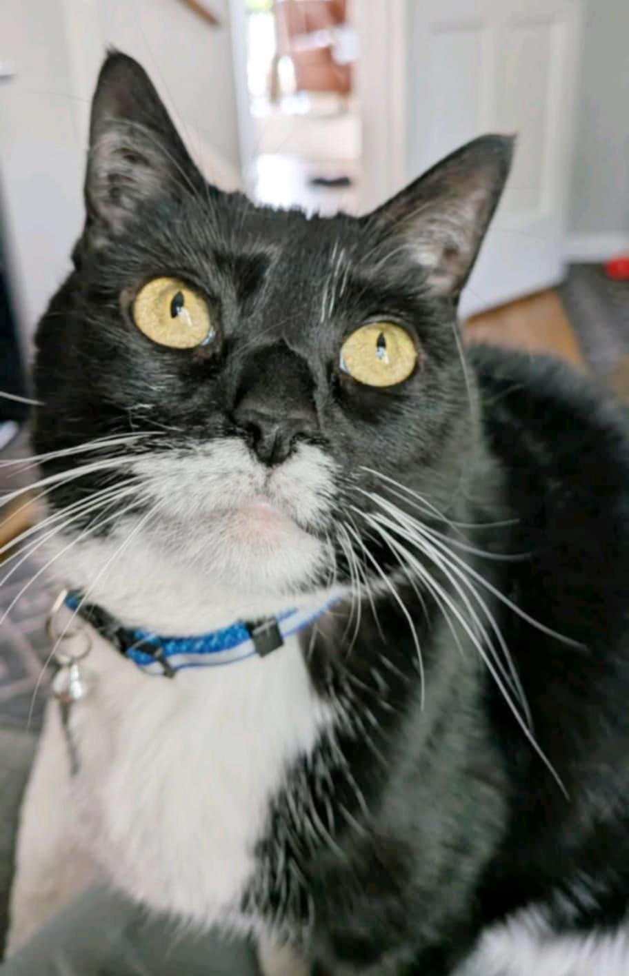 Bitsy is our chonky love muffin! VIDEO! THERAPY POTENTIAL!! Available for Senior to Senior!